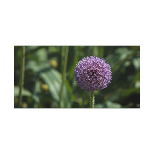 Purple Allium Flower Canvas Wall Art - Botanical Art Print, Soft Focus Garden Bloom - Matte Cotton Art Print - Contemporary Floral Style - Bedroom Wall Decor, Spa Wall Accent - Ready to Hang