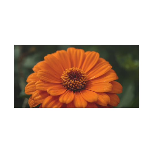 Orange Daisy Flower Canvas Wall Art - Botanical Macro Floral Art Print - Matte Cotton Canvas, Contemporary Nature Wall Decor - Bedroom Home Decoration, Living Room Accent - Ready to Hang