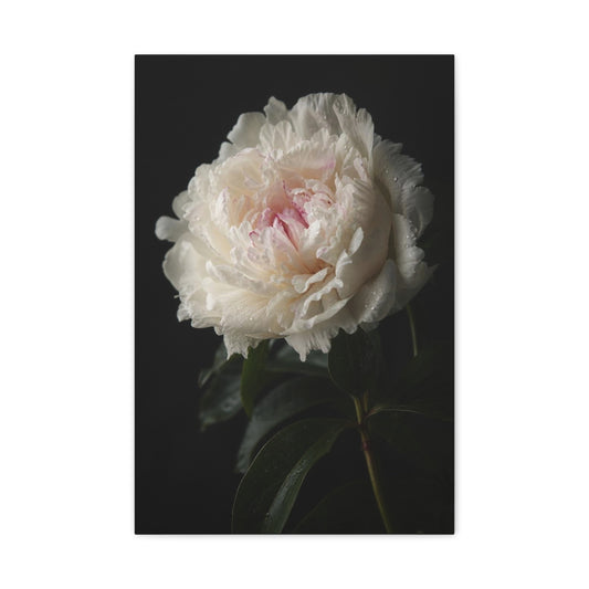 White Peony Canvas Wall Art - Floral Art Print, Soft Blush Petals On Black - Moody Botanical Decor, Matte Canvas Print - Bedroom Wall Decor, Living Room Accent, Bathroom Styling