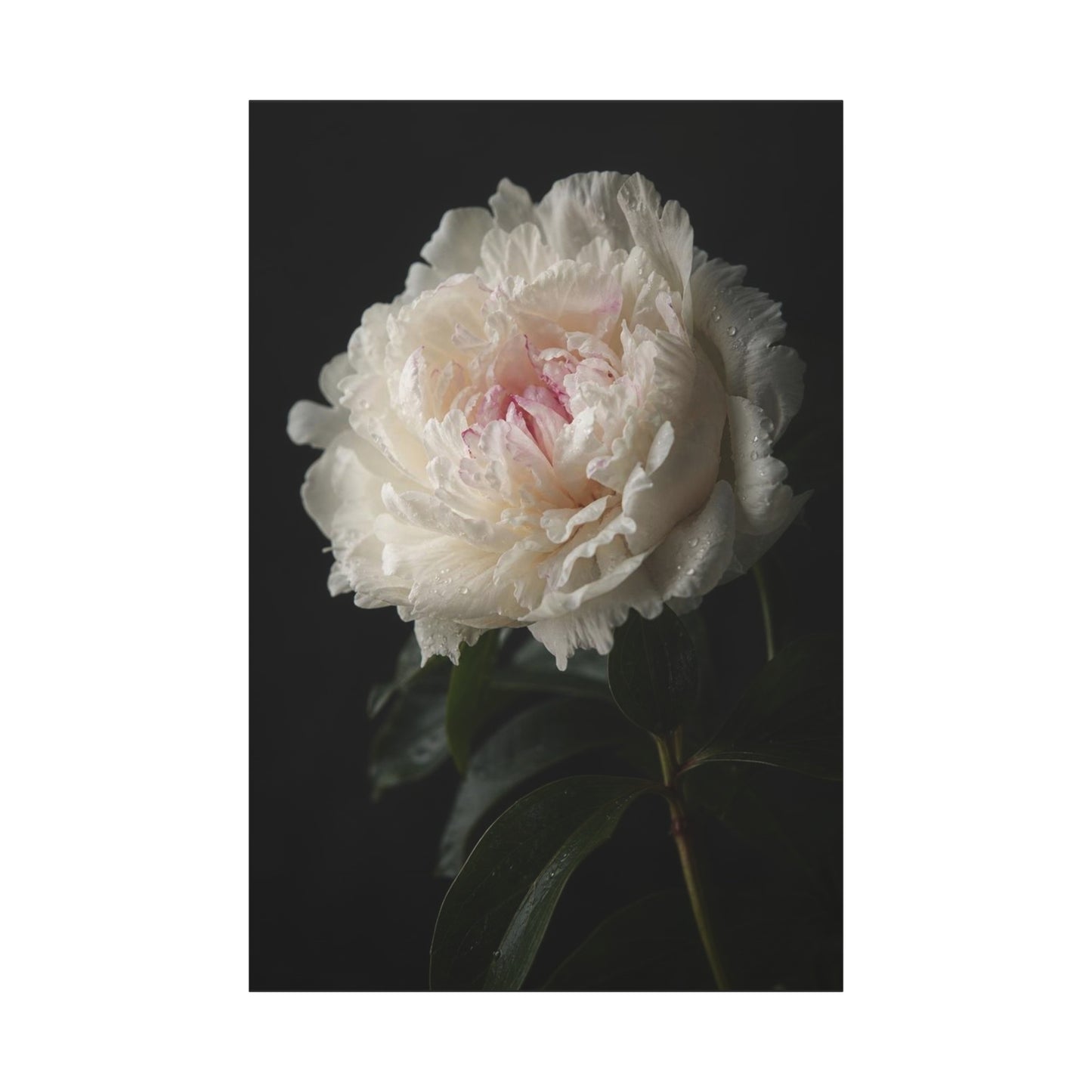 White Peony Canvas Wall Art - Floral Art Print, Soft Blush Petals On Black - Moody Botanical Decor, Matte Canvas Print - Bedroom Wall Decor, Living Room Accent, Bathroom Styling
