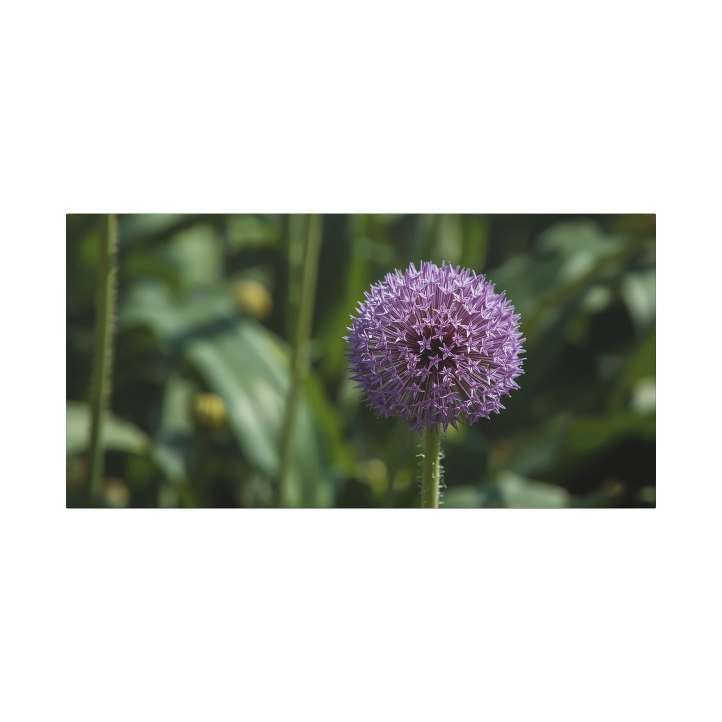 Purple Allium Flower Canvas Wall Art - Botanical Art Print, Soft Focus Garden Bloom - Matte Cotton Art Print - Contemporary Floral Style - Bedroom Wall Decor, Spa Wall Accent - Ready to Hang