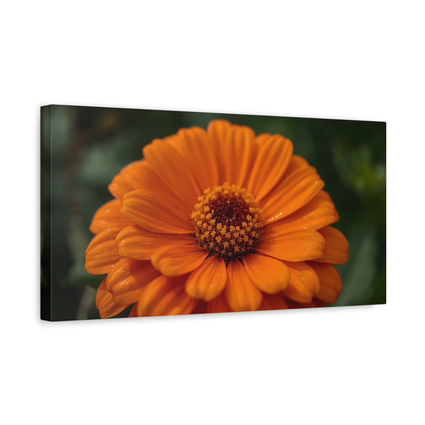 Orange Daisy Flower Canvas Wall Art - Botanical Macro Floral Art Print - Matte Cotton Canvas, Contemporary Nature Wall Decor - Bedroom Home Decoration, Living Room Accent - Ready to Hang