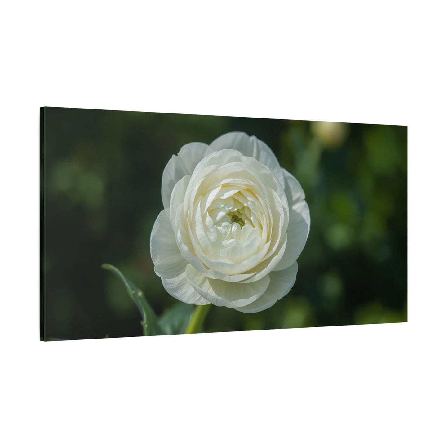 White Ranunculus Flower Canvas Wall Art - Botanical Floral Art Print - Soft Green Background, Matte Cotton Decor - Bedroom Wall Hanging, Bathroom Accent, Spa Style - Bedroom Home Decoration