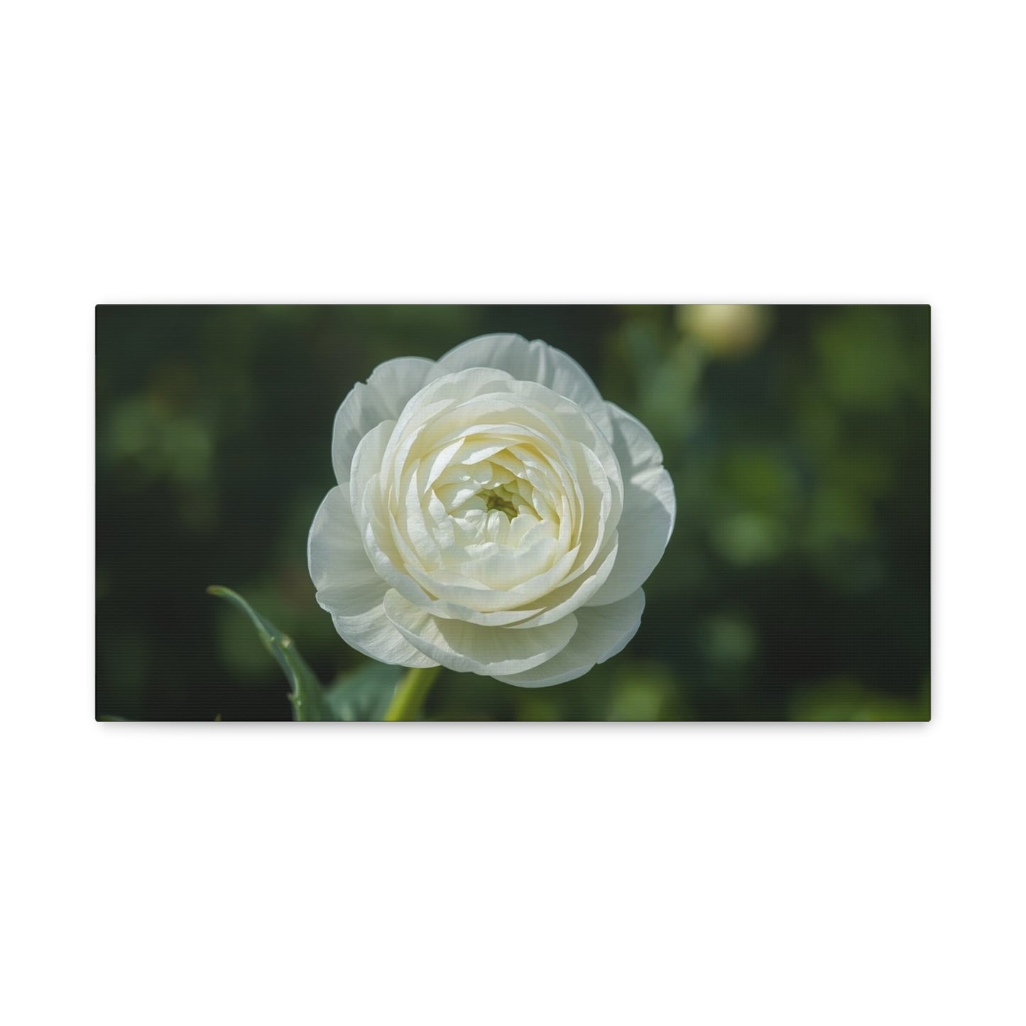 White Ranunculus Flower Canvas Wall Art - Botanical Floral Art Print - Soft Green Background, Matte Cotton Decor - Bedroom Wall Hanging, Bathroom Accent, Spa Style - Bedroom Home Decoration