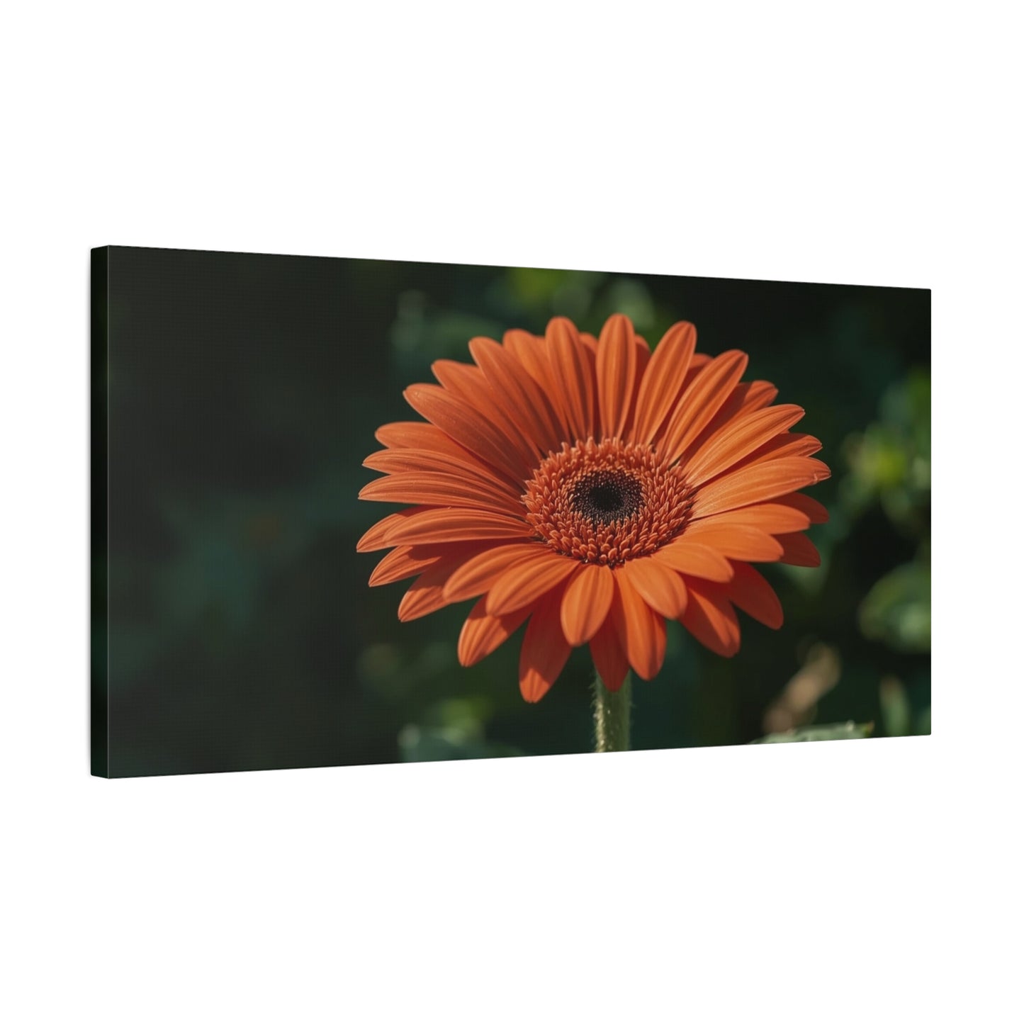 Orange Gerbera Daisy Canvas Wall Art - Botanical Floral Art Print, Dark Green Background - Matte Cotton Decor - Bedroom Wall Hanging, Living Room Home Accent - Bedroom Home Decoration