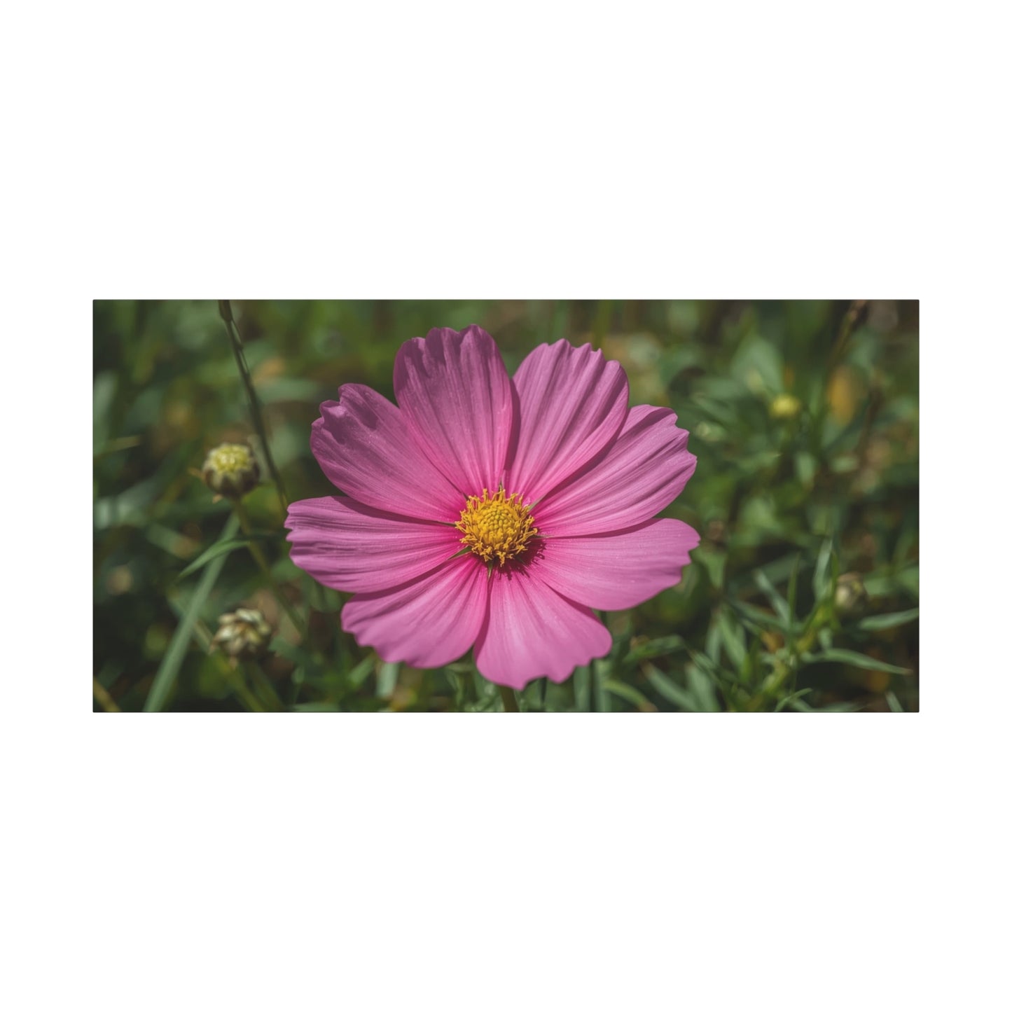 Pink Cosmos Flower Canvas Wall Art - Floral Nature Art Print, Soft Botanical Bloom - Matte Cotton Canvas - Bedroom Wall Decor, Bathroom Home Decoration, Spa Style - Bedroom Home Decoration