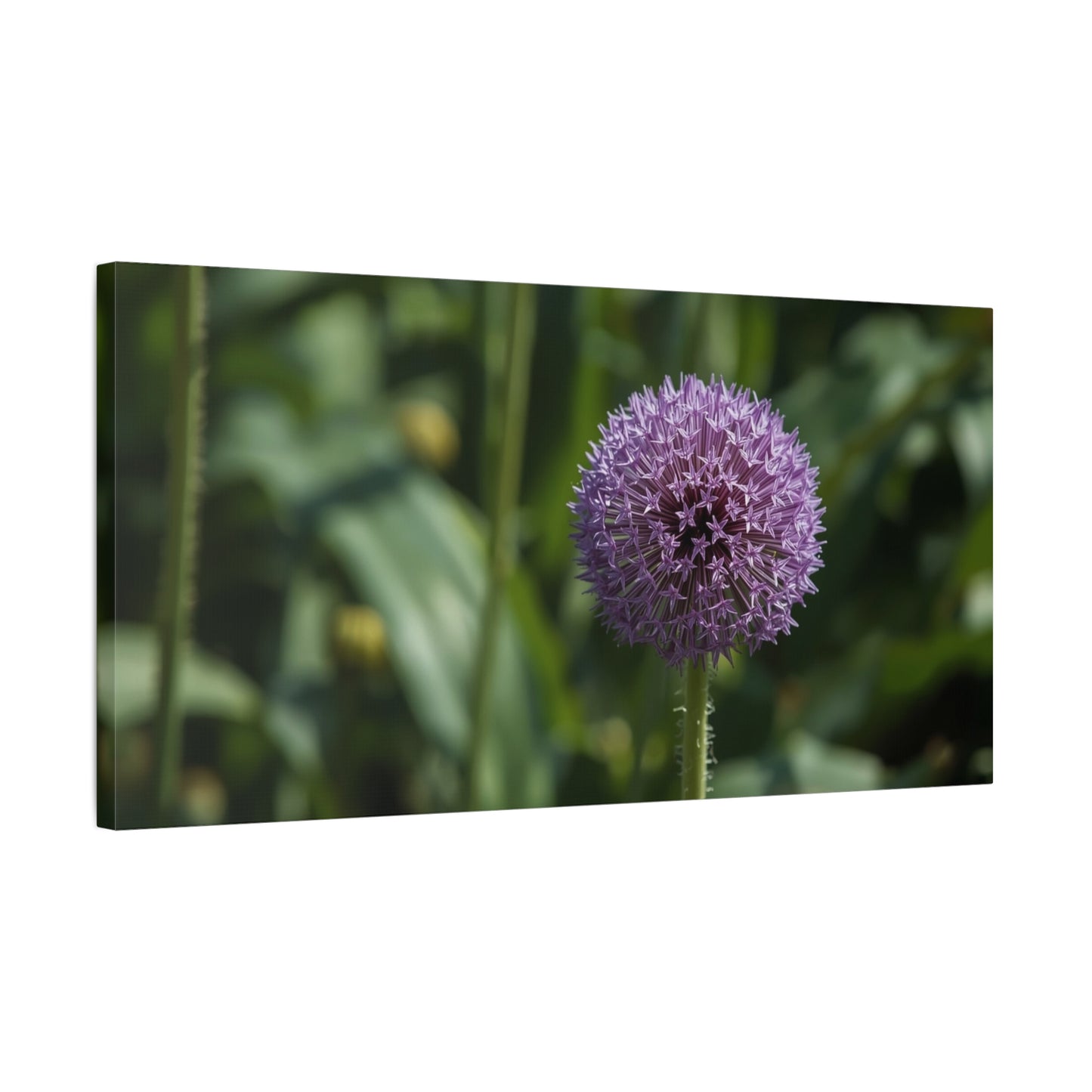 Purple Allium Flower Canvas Wall Art - Botanical Art Print, Soft Focus Garden Bloom - Matte Cotton Art Print - Contemporary Floral Style - Bedroom Wall Decor, Spa Wall Accent - Ready to Hang