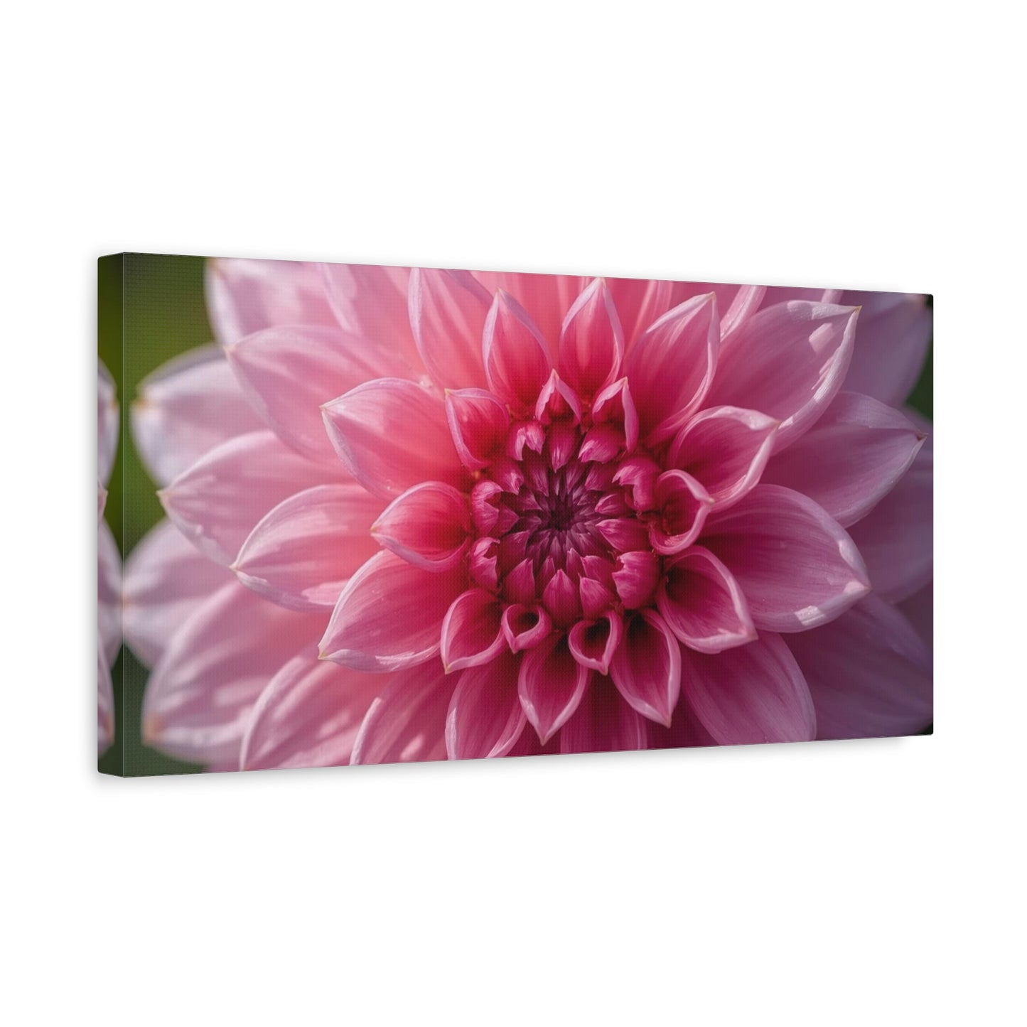 Pink Dahlia Canvas Wall Art - Floral Close Up Bloom, Botanical Wall Decor - Soft Focus Cotton Print - Contemporary Style, Bedroom Home Decoration, Bathroom Accent - Bedroom Home Decoration