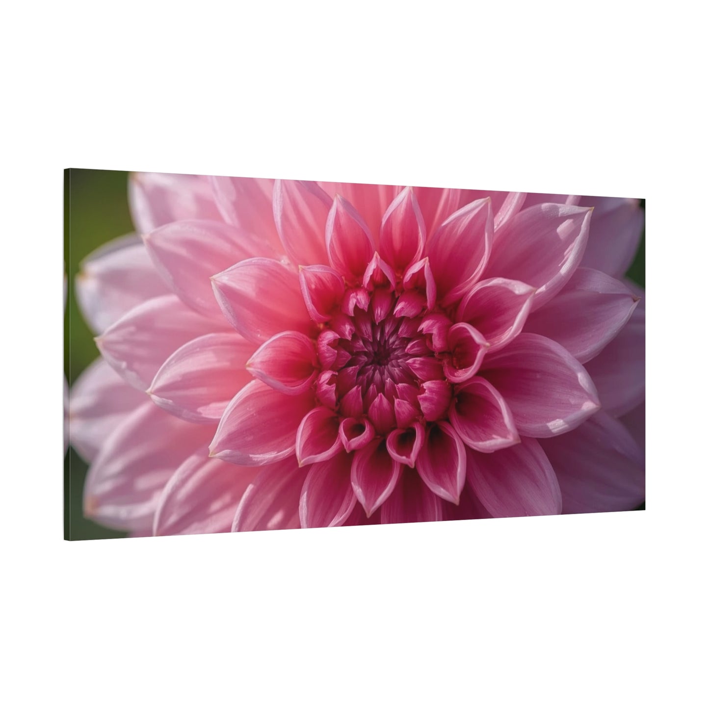 Pink Dahlia Canvas Wall Art - Floral Close Up Bloom, Botanical Wall Decor - Soft Focus Cotton Print - Contemporary Style, Bedroom Home Decoration, Bathroom Accent - Bedroom Home Decoration