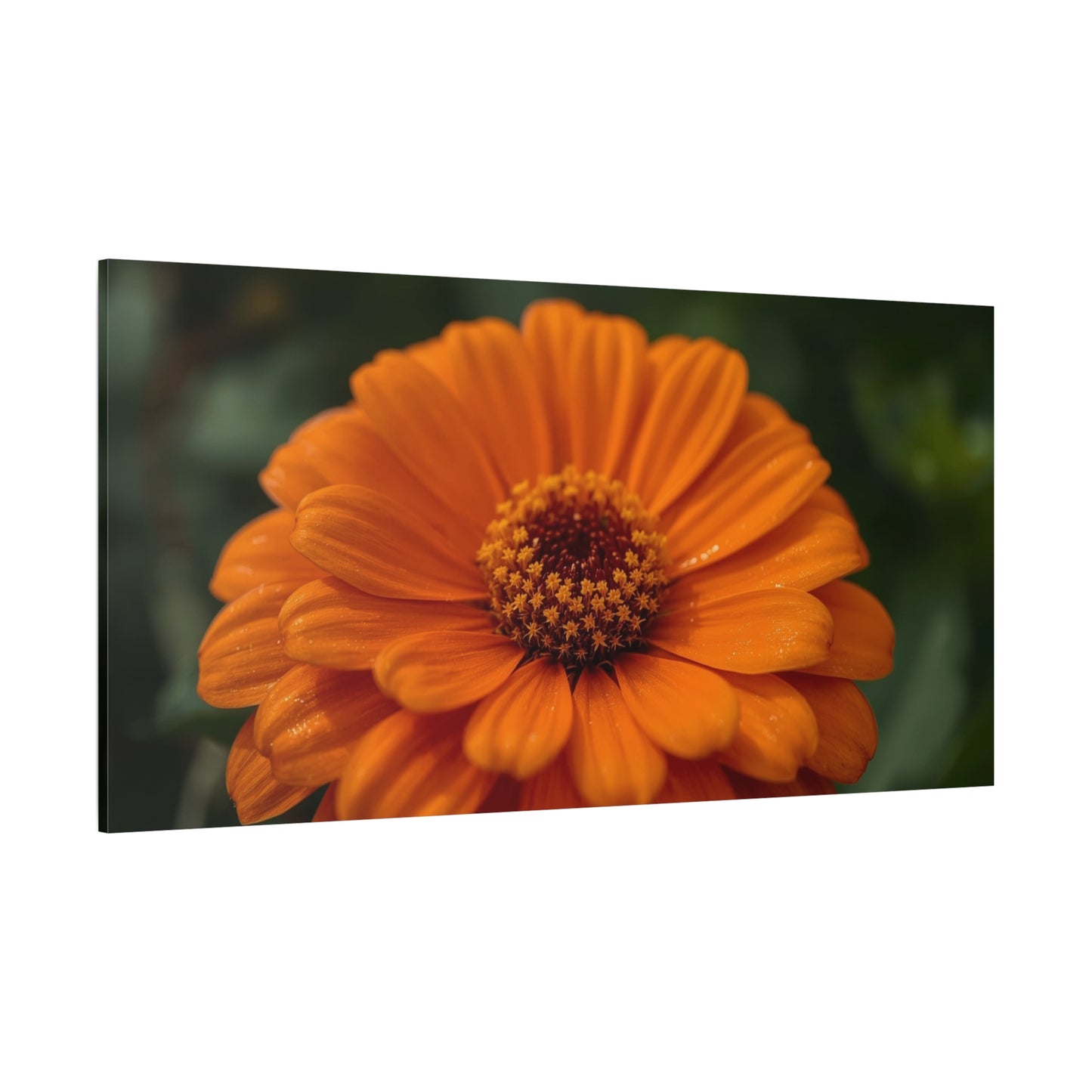 Orange Daisy Flower Canvas Wall Art - Botanical Macro Floral Art Print - Matte Cotton Canvas, Contemporary Nature Wall Decor - Bedroom Home Decoration, Living Room Accent - Ready to Hang