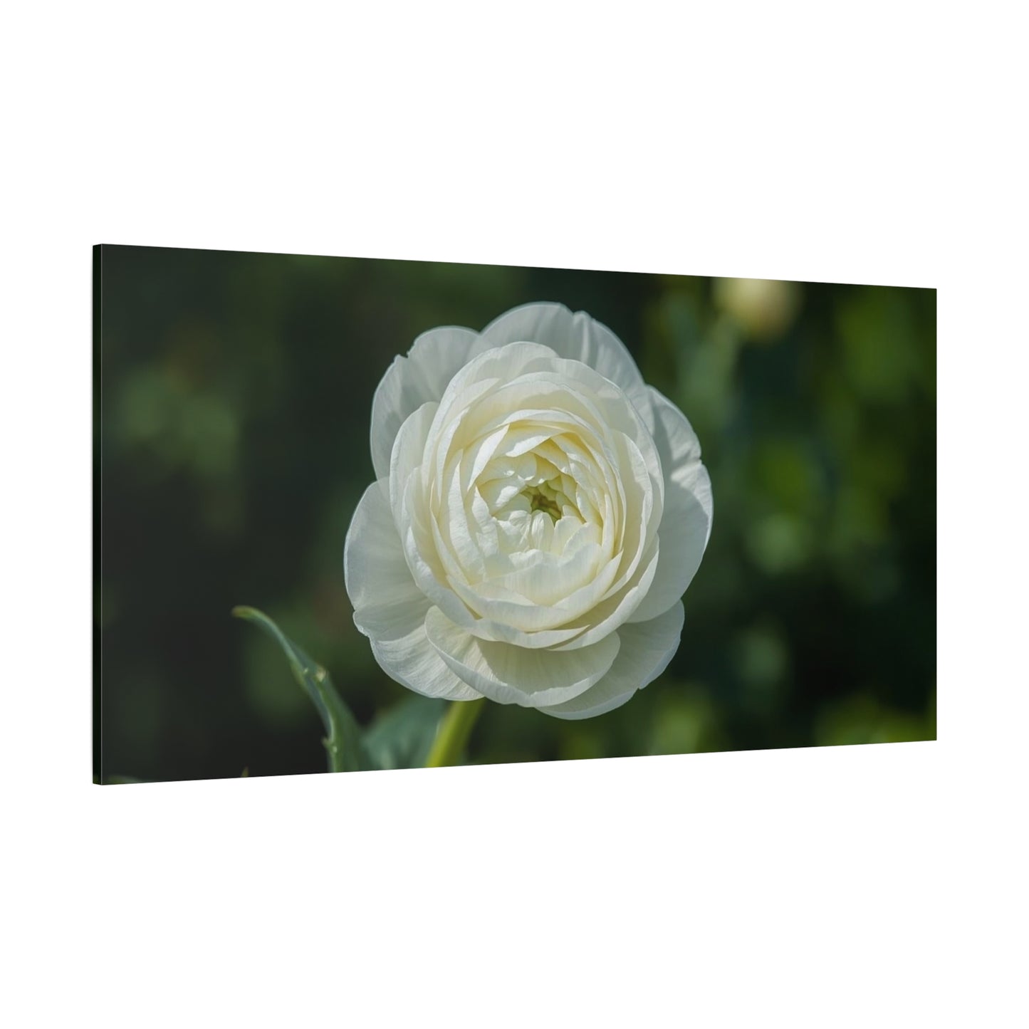 White Ranunculus Flower Canvas Wall Art - Botanical Floral Art Print - Soft Green Background, Matte Cotton Decor - Bedroom Wall Hanging, Bathroom Accent, Spa Style - Bedroom Home Decoration