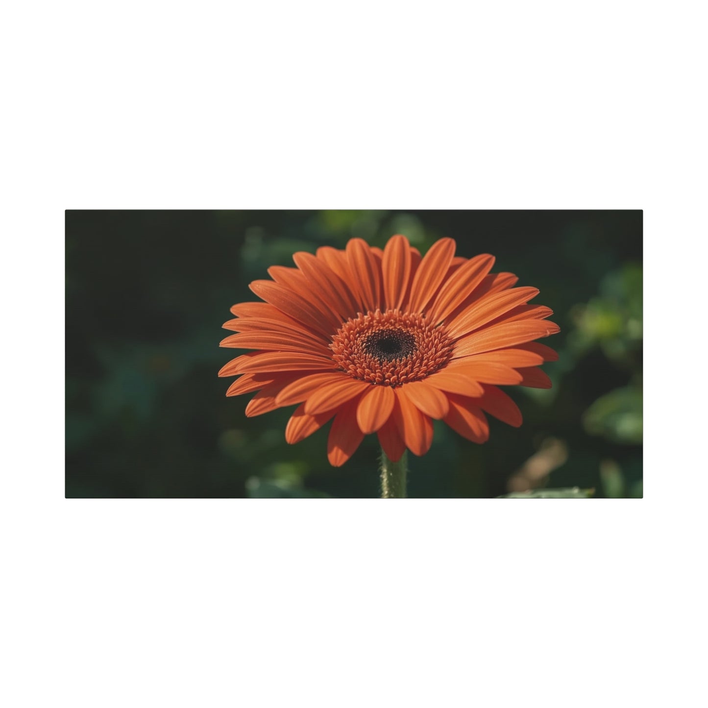 Orange Gerbera Daisy Canvas Wall Art - Botanical Floral Art Print, Dark Green Background - Matte Cotton Decor - Bedroom Wall Hanging, Living Room Home Accent - Bedroom Home Decoration