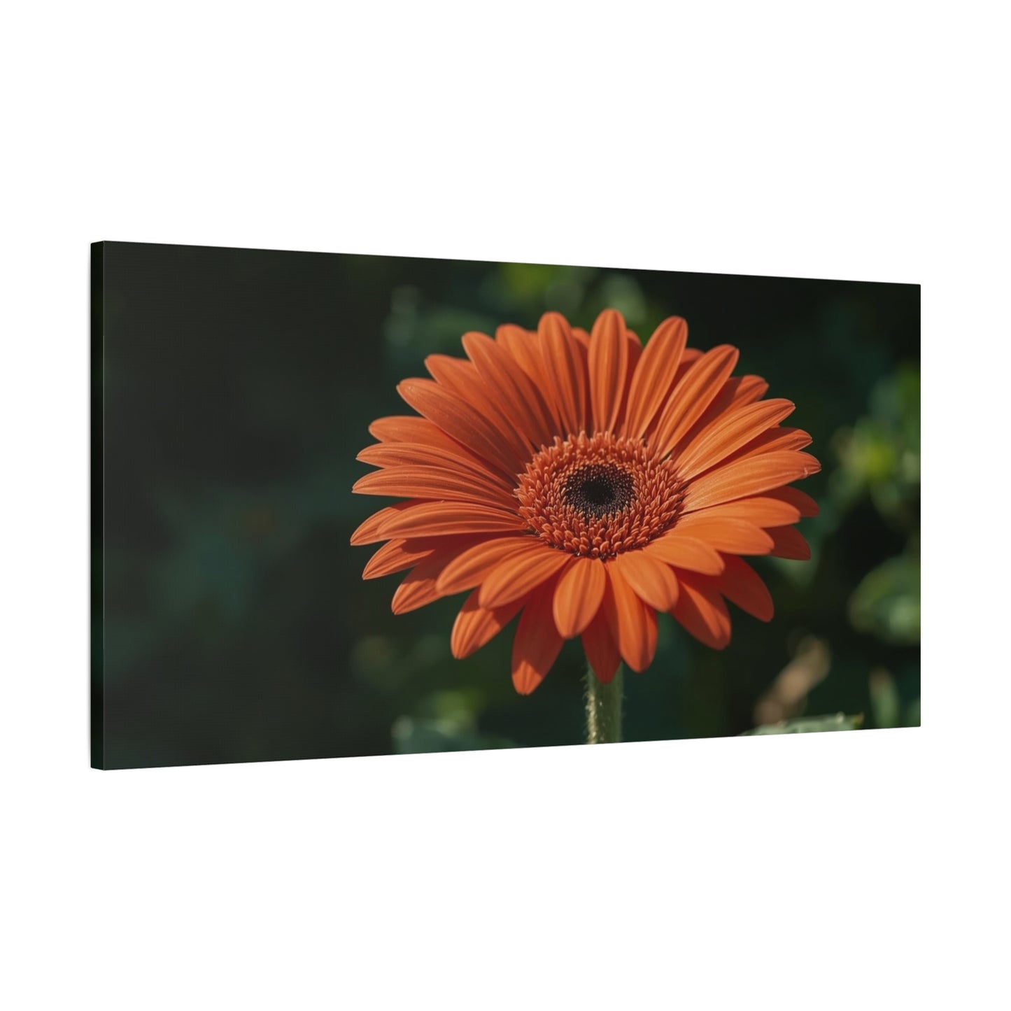 Orange Gerbera Daisy Canvas Wall Art - Botanical Floral Art Print, Dark Green Background - Matte Cotton Decor - Bedroom Wall Hanging, Living Room Home Accent - Bedroom Home Decoration