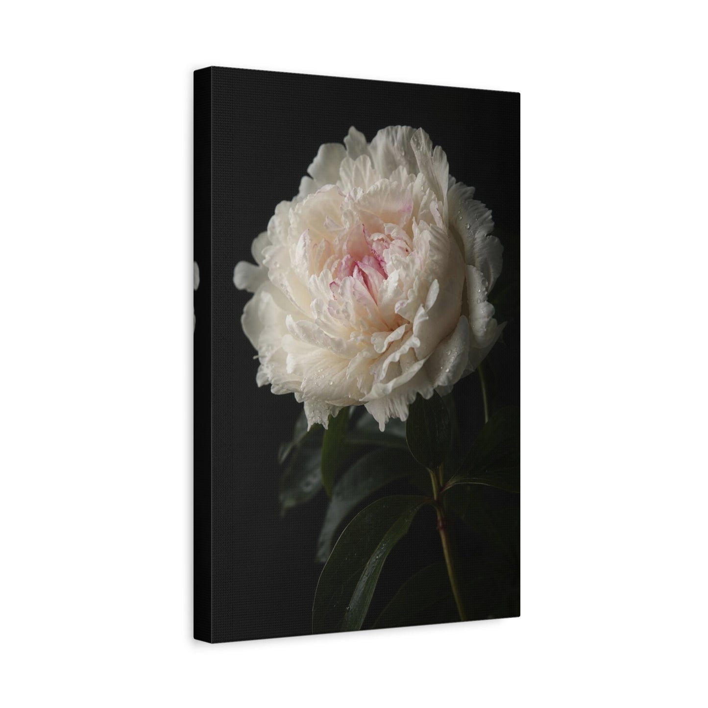 White Peony Canvas Wall Art - Floral Art Print, Soft Blush Petals On Black - Moody Botanical Decor, Matte Canvas Print - Bedroom Wall Decor, Living Room Accent, Bathroom Styling