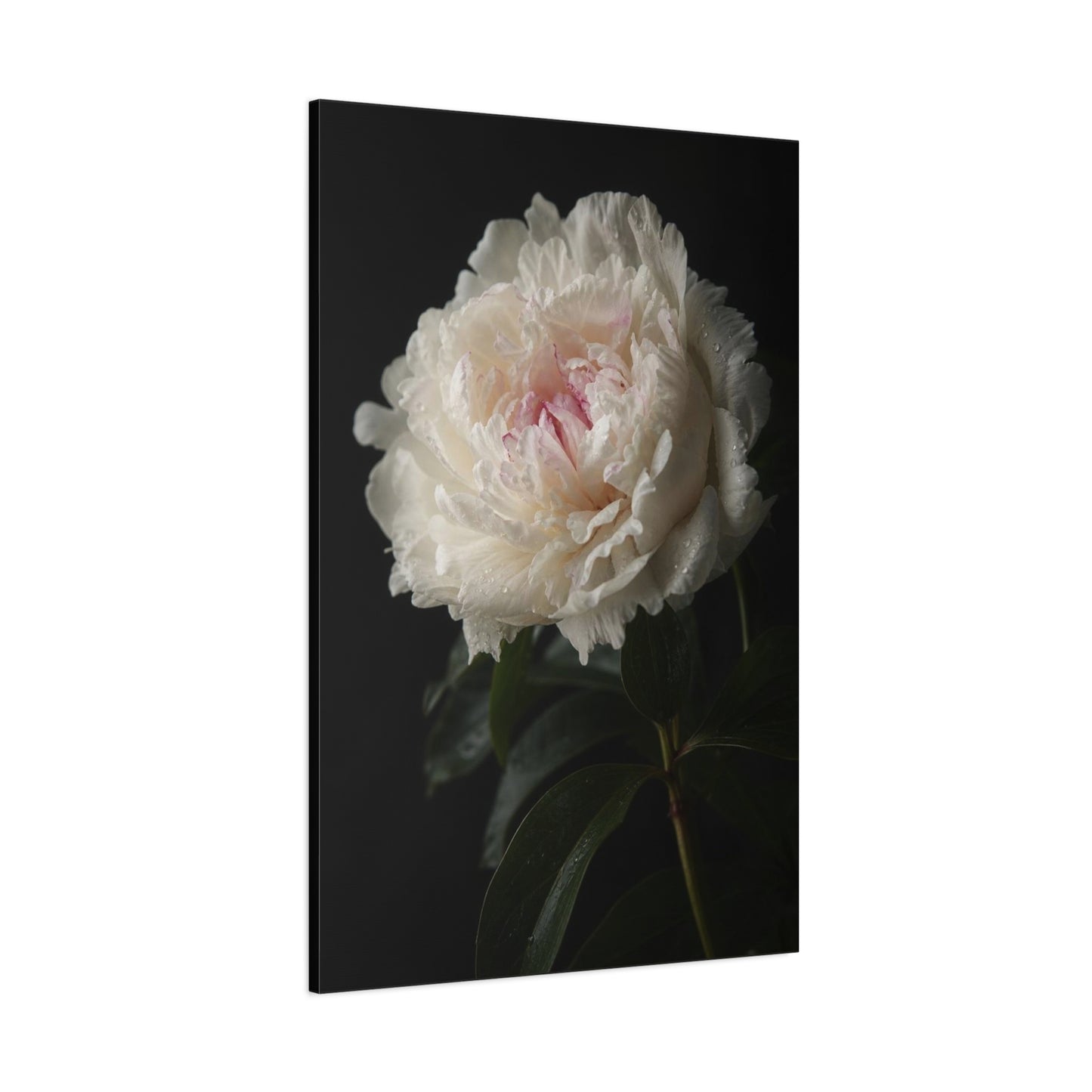 White Peony Canvas Wall Art - Floral Art Print, Soft Blush Petals On Black - Moody Botanical Decor, Matte Canvas Print - Bedroom Wall Decor, Living Room Accent, Bathroom Styling