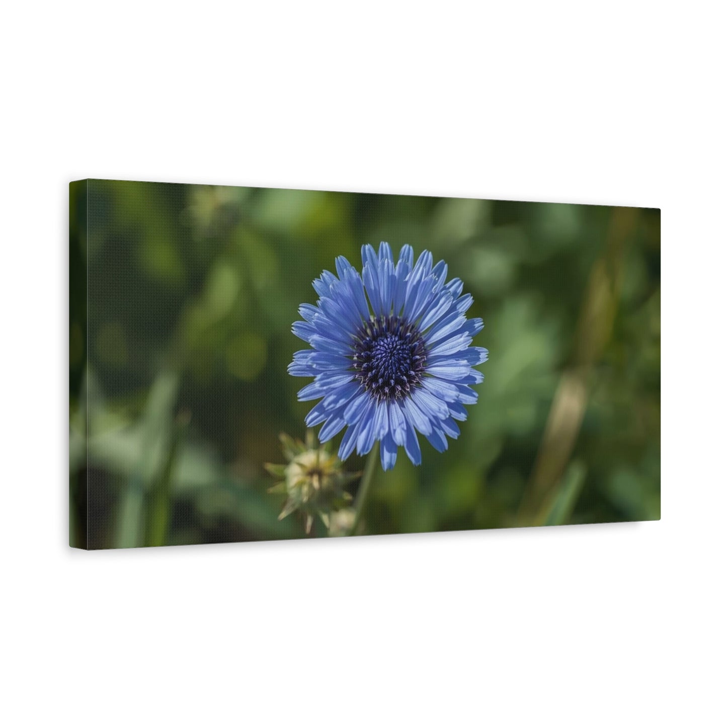 Blue Cornflower Canvas Wall Art - Botanical Flower Art Print, Green Bokeh Background - Matte Cotton Canvas - Contemporary Floral Style - Bedroom Wall Decor, Spa Accent - Modern Farmhouse Style