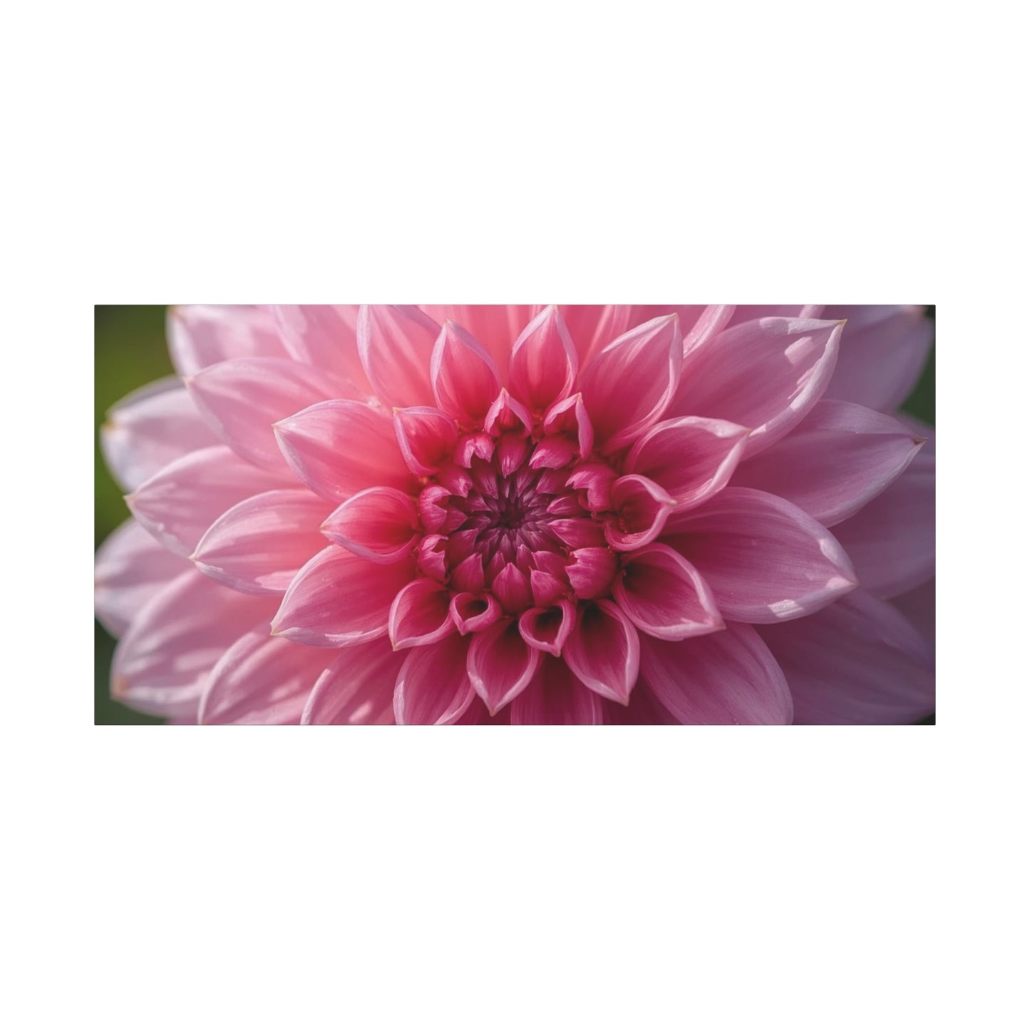 Pink Dahlia Canvas Wall Art - Floral Close Up Bloom, Botanical Wall Decor - Soft Focus Cotton Print - Contemporary Style, Bedroom Home Decoration, Bathroom Accent - Bedroom Home Decoration