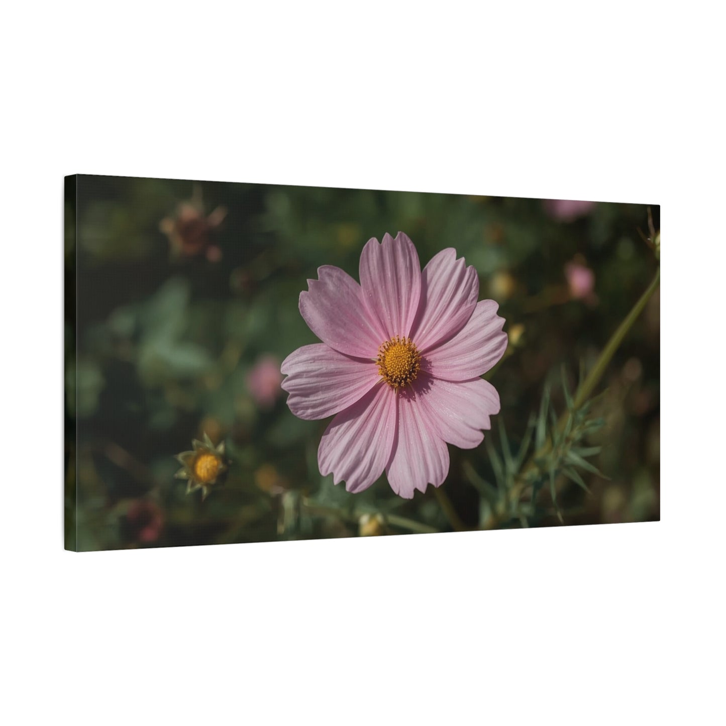 Pink Cosmos Flower Canvas Wall Art - Botanical Floral Art Print, Soft Blush Petals, Matte Stretched Cotton Canvas - Vintage Style - Bedroom Wall Decor, Bathroom Accent - Modern Farmhouse Style