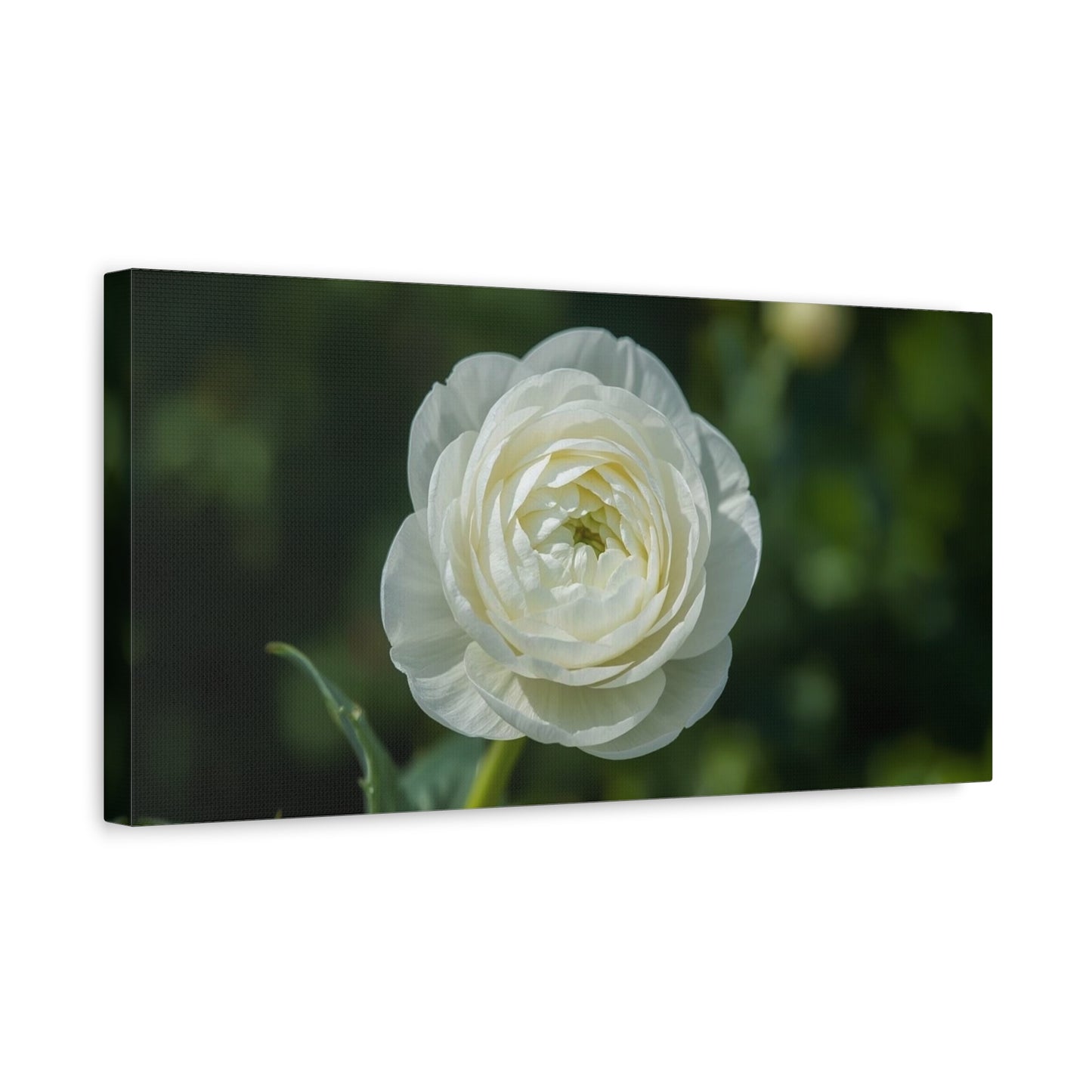 White Ranunculus Flower Canvas Wall Art - Botanical Floral Art Print - Soft Green Background, Matte Cotton Decor - Bedroom Wall Hanging, Bathroom Accent, Spa Style - Bedroom Home Decoration