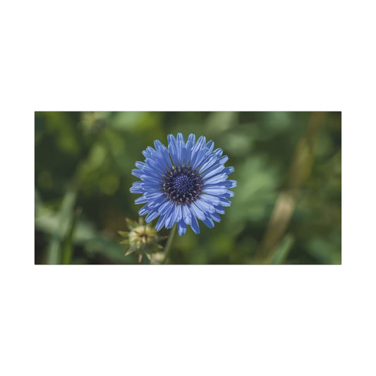 Blue Cornflower Canvas Wall Art - Botanical Flower Art Print, Green Bokeh Background - Matte Cotton Canvas - Contemporary Floral Style - Bedroom Wall Decor, Spa Accent - Modern Farmhouse Style