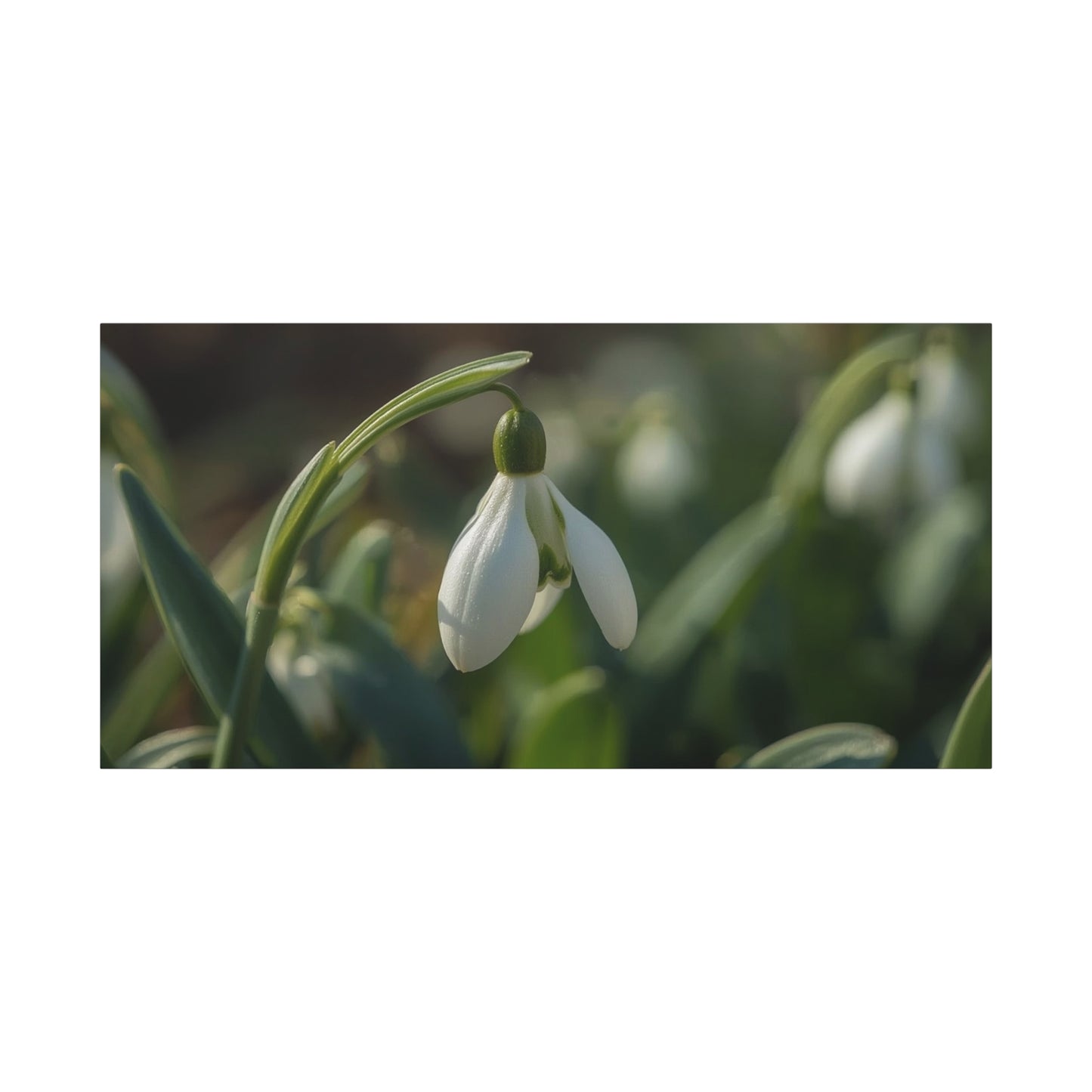 Snowdrop Flower Canvas Wall Art - Botanical Macro Art Print, Soft Green White Floral Print - Matte Cotton Canvas - Traditional Nature Style - Bedroom Wall Decor, Spa Wall Art - Ready to Hang
