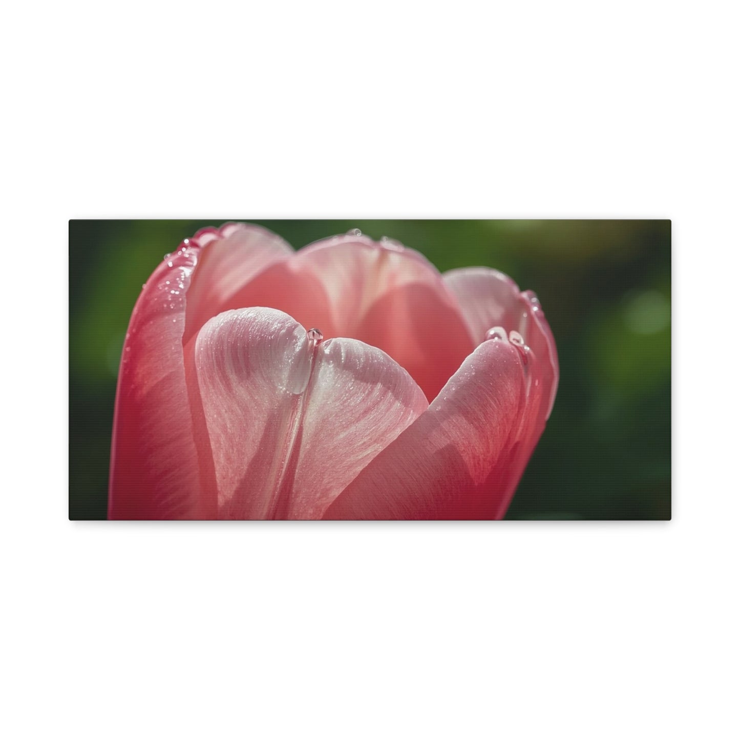 Pink Tulip Canvas Wall Art - Macro Floral Art Print, Dew Drop Petals - Matte Botanical Print - Contemporary Nature Style - Bedroom Wall Decor, Bathroom Home Accent - Bedroom Home Decoration