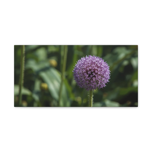 Purple Allium Flower Canvas Wall Art - Botanical Art Print, Soft Focus Garden Bloom - Matte Cotton Art Print - Contemporary Floral Style - Bedroom Wall Decor, Spa Wall Accent - Ready to Hang
