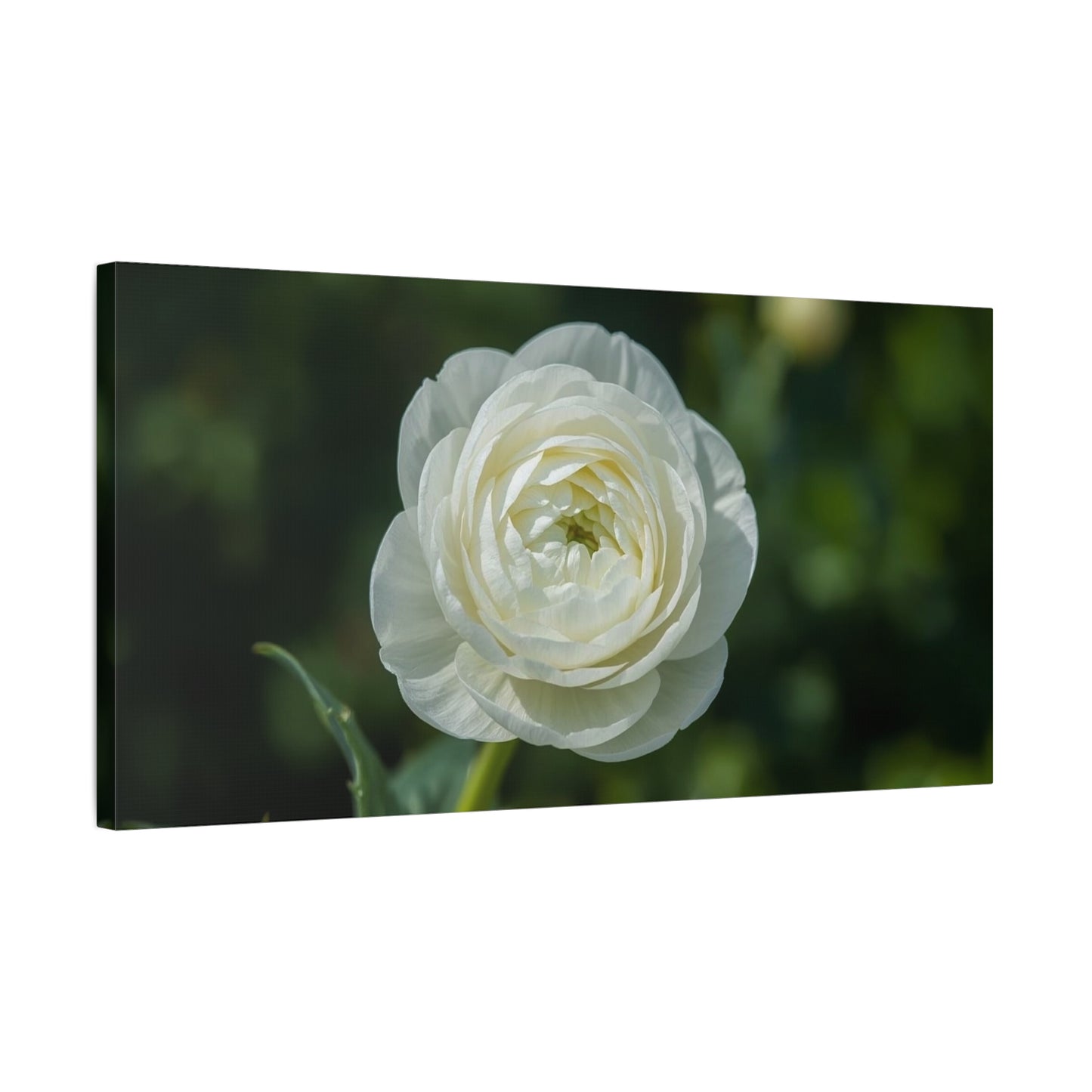 White Ranunculus Flower Canvas Wall Art - Botanical Floral Art Print - Soft Green Background, Matte Cotton Decor - Bedroom Wall Hanging, Bathroom Accent, Spa Style - Bedroom Home Decoration
