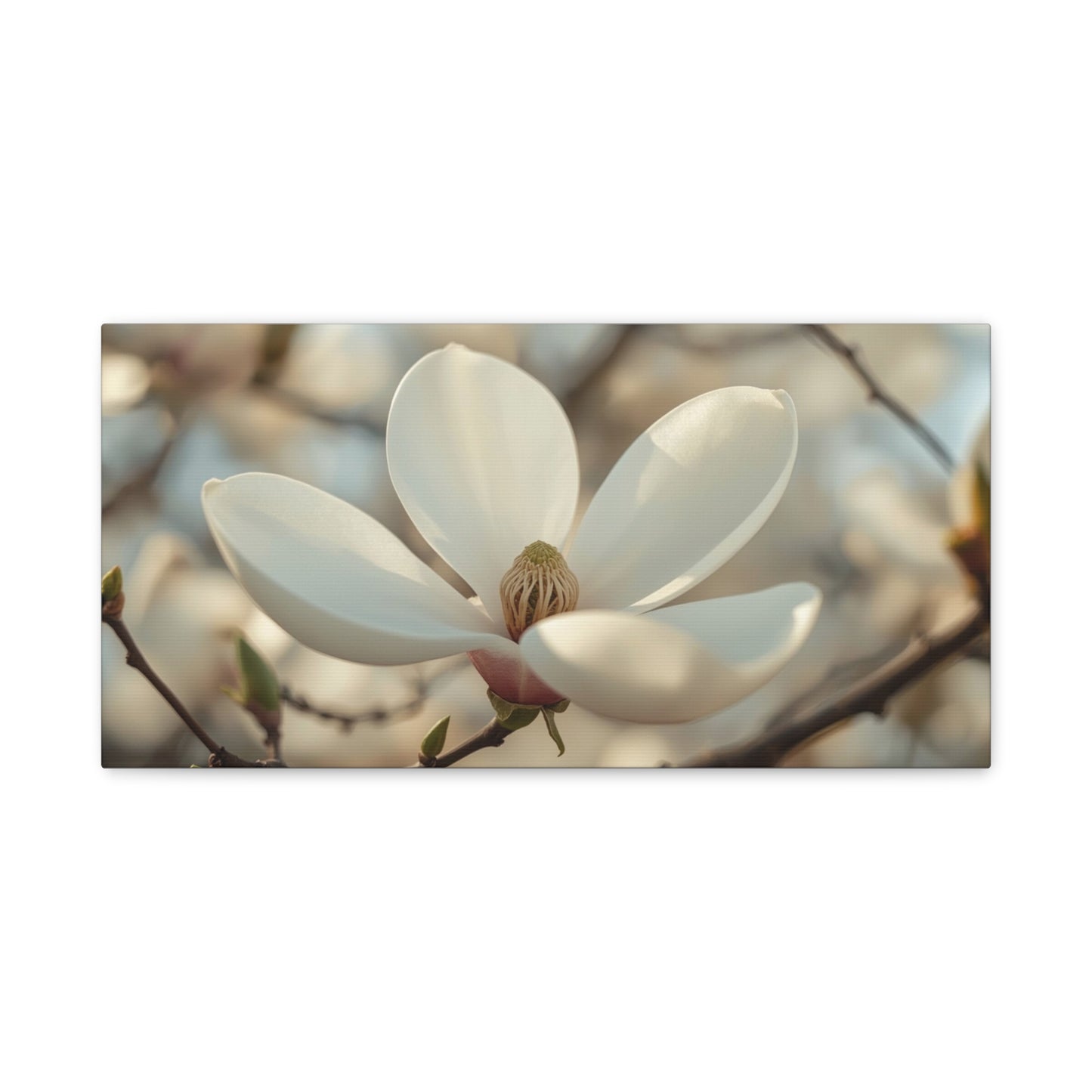 White Magnolia Flower Canvas Wall Art - Soft Botanical Art Print, Cotton Canvas Print - Traditional Style, Bedroom Wall Decor, Living Room Home Decoration, Office Art Accent - Modern Farmhouse Style