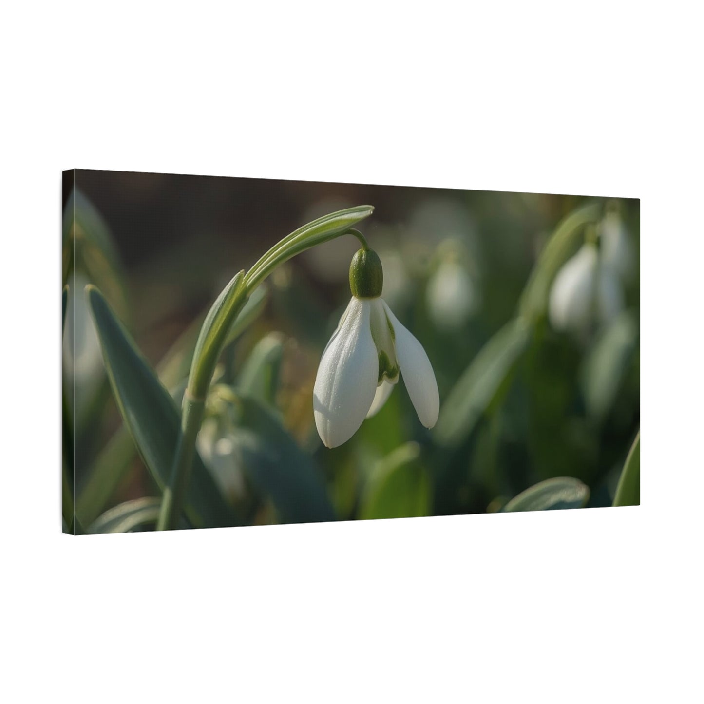 Snowdrop Flower Canvas Wall Art - Botanical Macro Art Print, Soft Green White Floral Print - Matte Cotton Canvas - Traditional Nature Style - Bedroom Wall Decor, Spa Wall Art - Ready to Hang