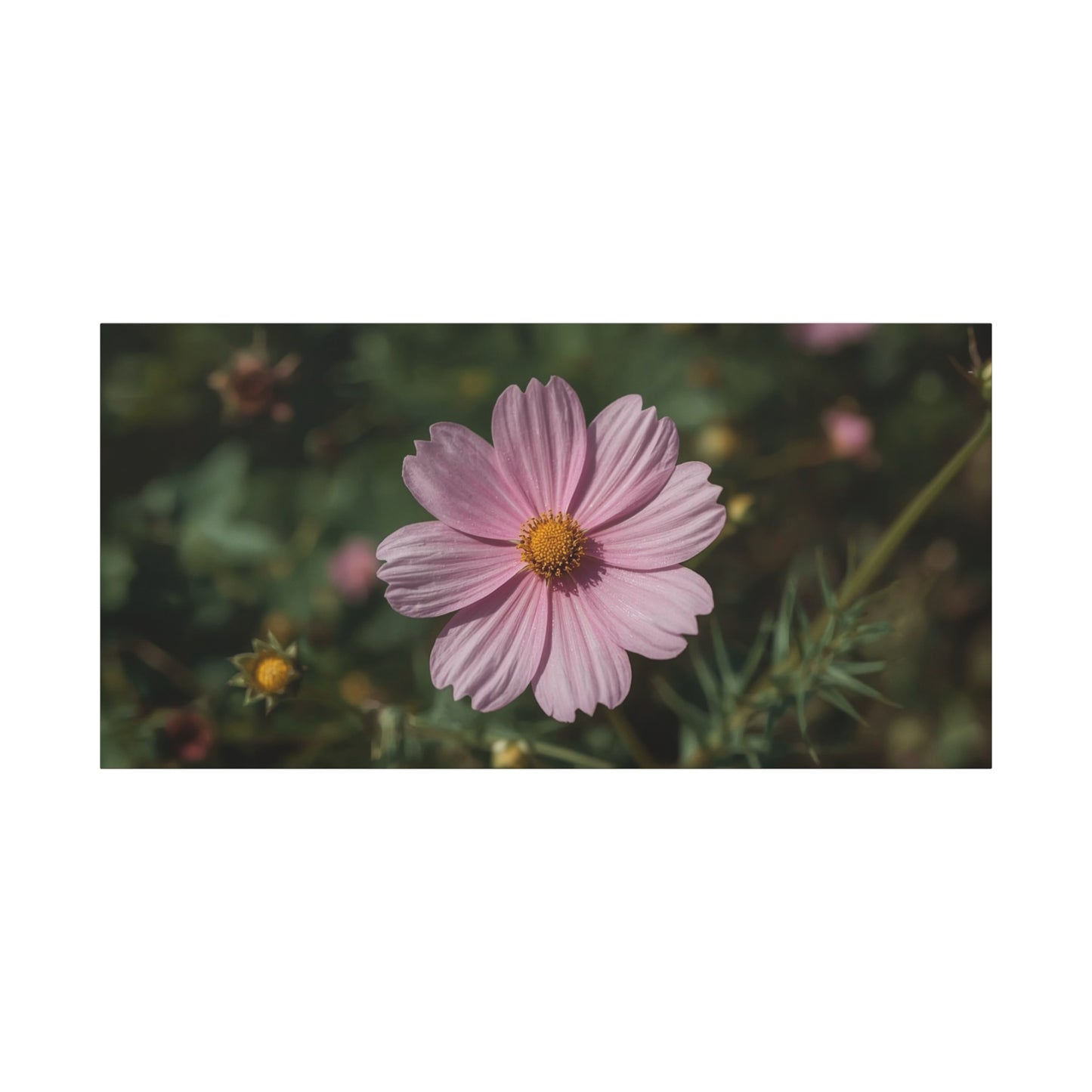 Pink Cosmos Flower Canvas Wall Art - Botanical Floral Art Print, Soft Blush Petals, Matte Stretched Cotton Canvas - Vintage Style - Bedroom Wall Decor, Bathroom Accent - Modern Farmhouse Style