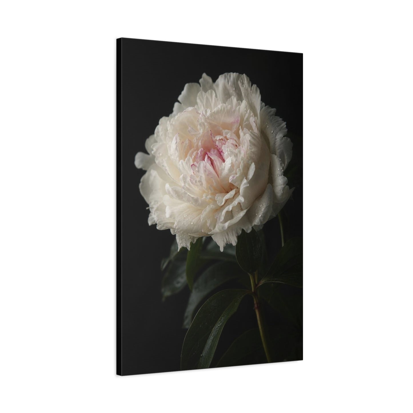 White Peony Canvas Wall Art - Floral Art Print, Soft Blush Petals On Black - Moody Botanical Decor, Matte Canvas Print - Bedroom Wall Decor, Living Room Accent, Bathroom Styling