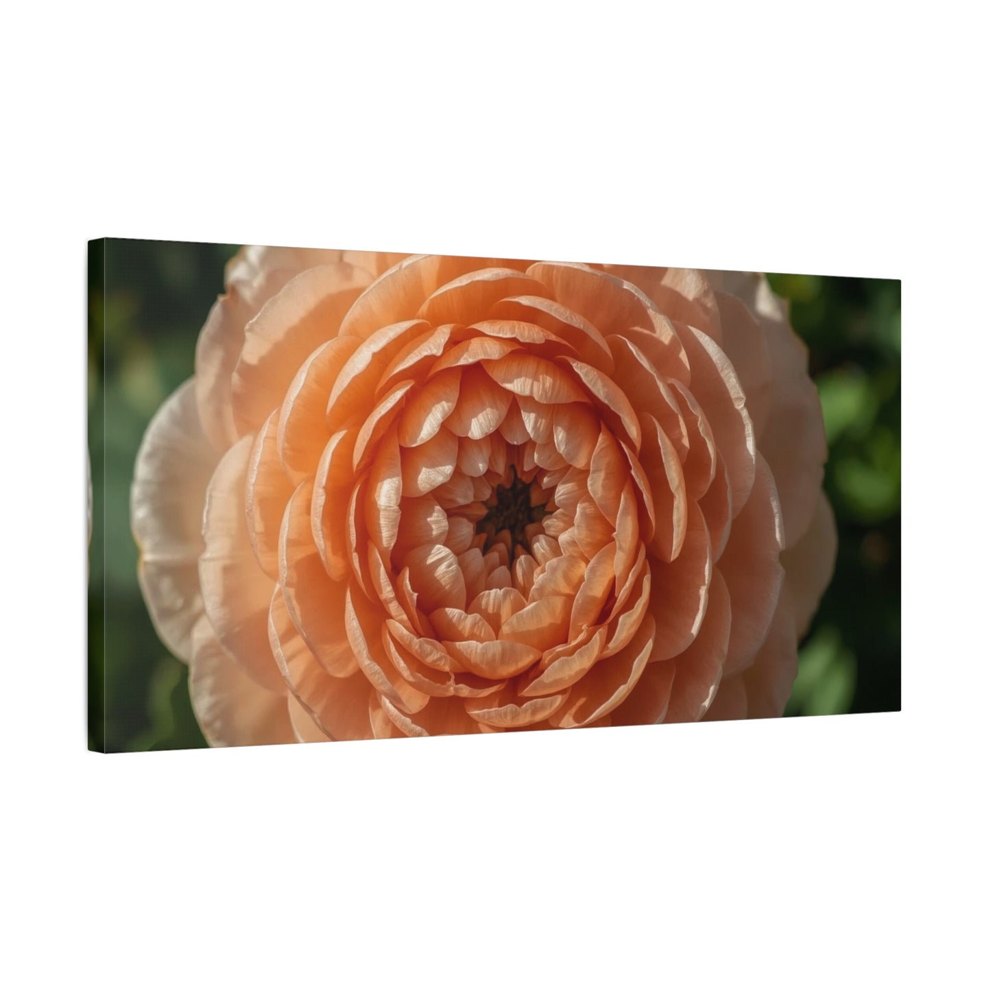 Peach Ranunculus Flower Canvas Wall Art - Botanical Floral Close Up, Soft Light - Matte Cotton Print, Traditional Style - Bedroom Home Decoration, Living Room Wall Decor - Bedroom Home Decoration