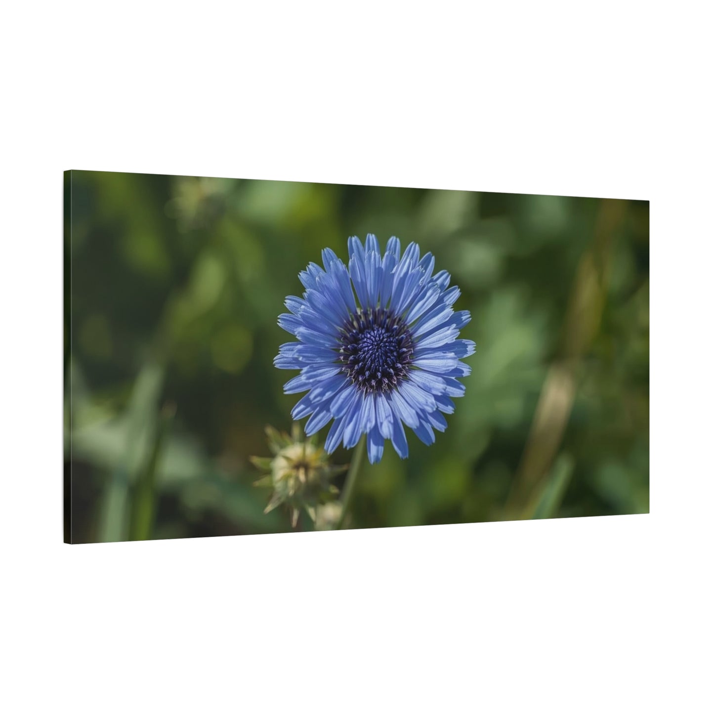 Blue Cornflower Canvas Wall Art - Botanical Flower Art Print, Green Bokeh Background - Matte Cotton Canvas - Contemporary Floral Style - Bedroom Wall Decor, Spa Accent - Modern Farmhouse Style