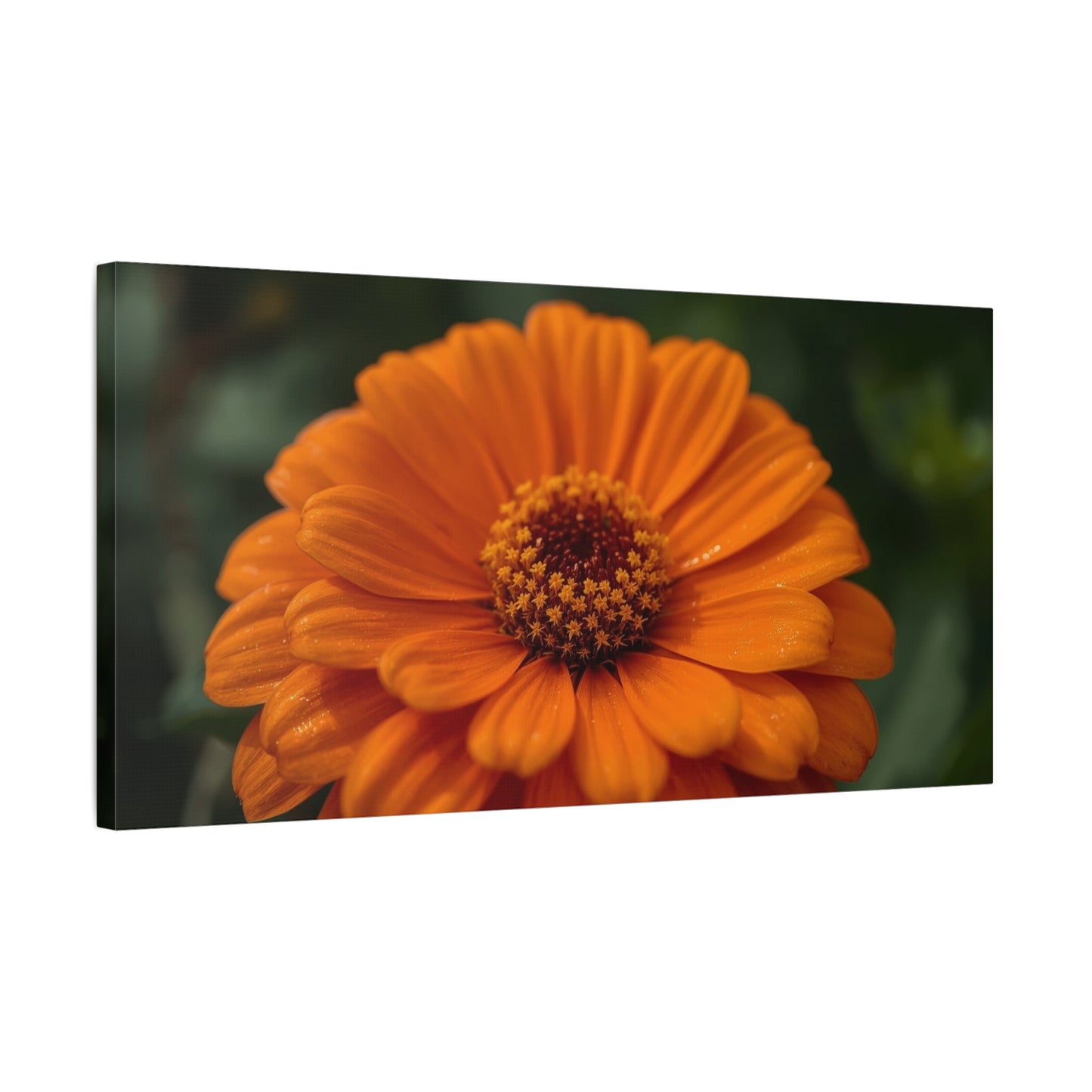Orange Daisy Flower Canvas Wall Art - Botanical Macro Floral Art Print - Matte Cotton Canvas, Contemporary Nature Wall Decor - Bedroom Home Decoration, Living Room Accent - Ready to Hang