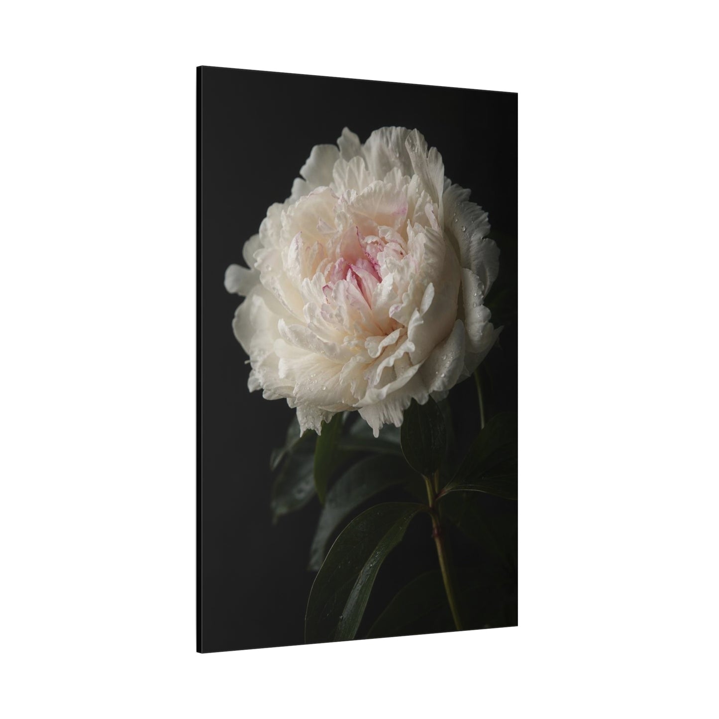 White Peony Canvas Wall Art - Floral Art Print, Soft Blush Petals On Black - Moody Botanical Decor, Matte Canvas Print - Bedroom Wall Decor, Living Room Accent, Bathroom Styling