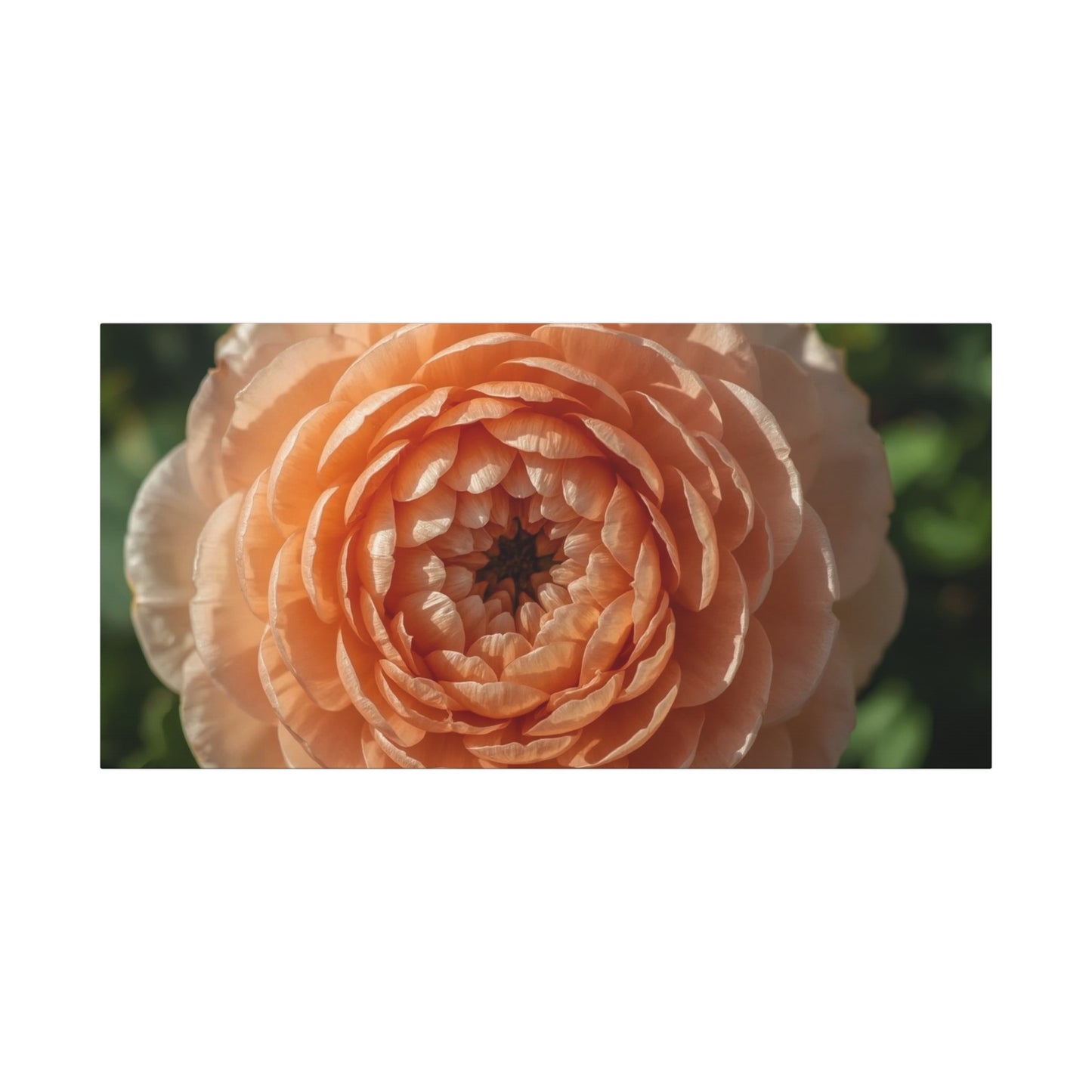Peach Ranunculus Flower Canvas Wall Art - Botanical Floral Close Up, Soft Light - Matte Cotton Print, Traditional Style - Bedroom Home Decoration, Living Room Wall Decor - Bedroom Home Decoration