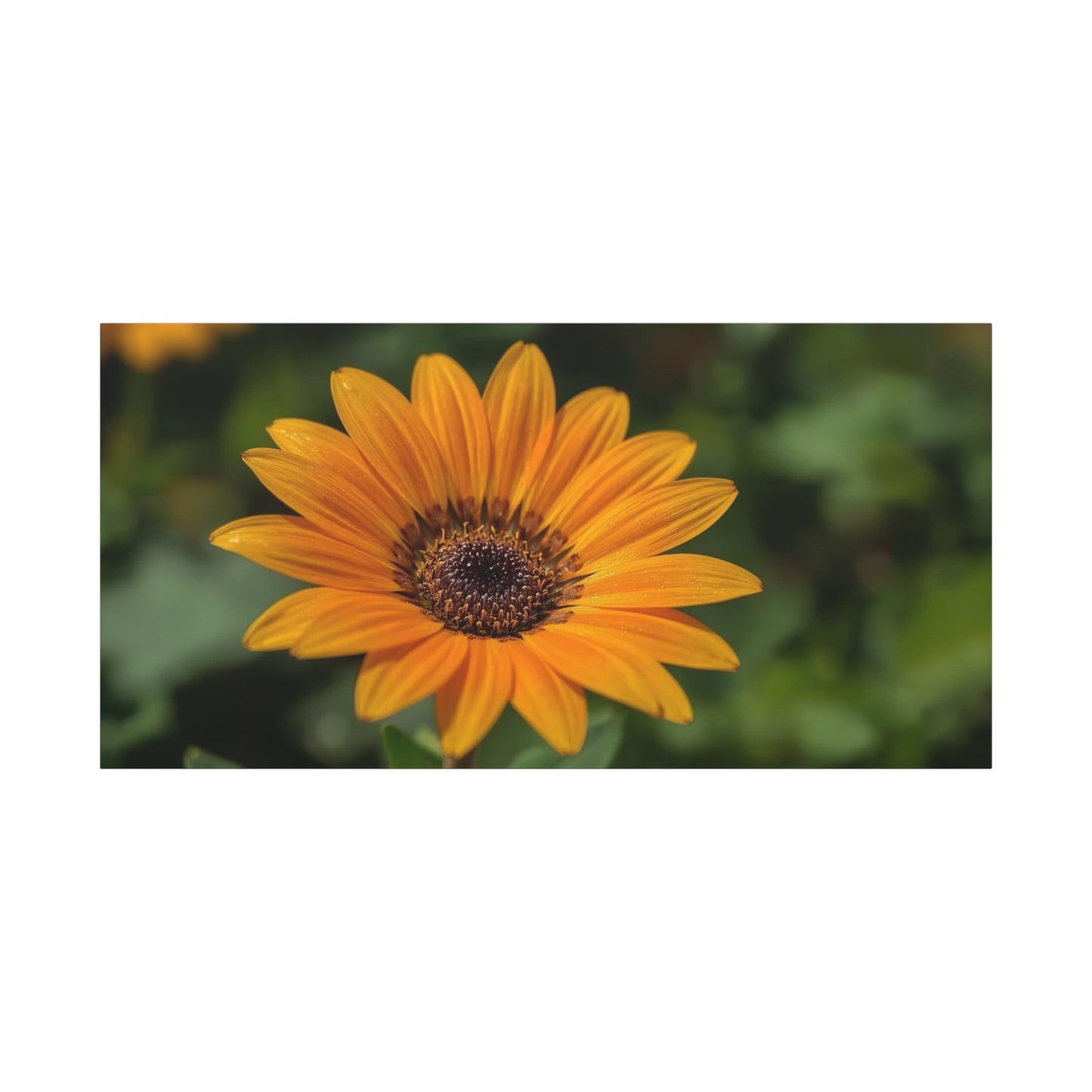 Orange Daisy Flower Canvas Wall Art - Botanical Floral Close Up Art Print, Nature Home Decor - Matte Cotton Canvas, Contemporary Style - Living Room Wall Decor Bedroom Accent - Cozy Reading Nook Art