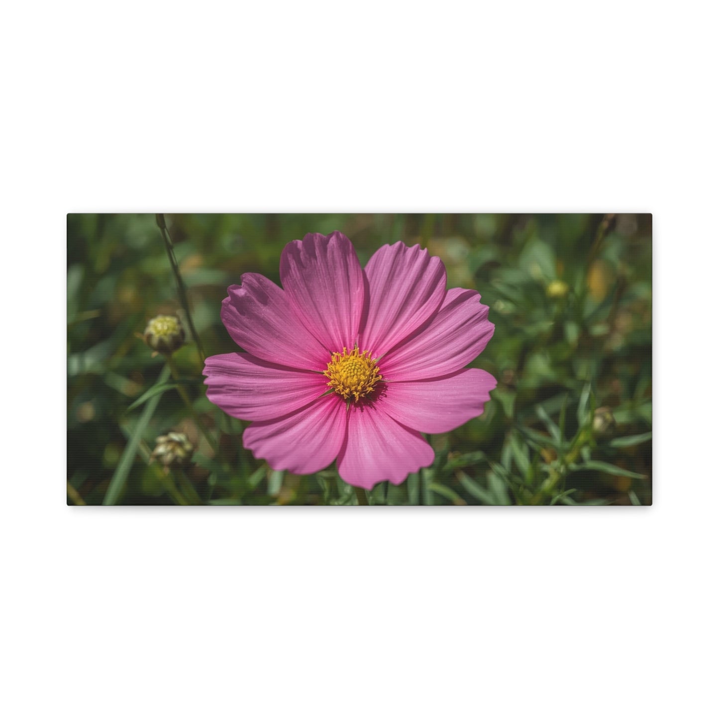 Pink Cosmos Flower Canvas Wall Art - Floral Nature Art Print, Soft Botanical Bloom - Matte Cotton Canvas - Bedroom Wall Decor, Bathroom Home Decoration, Spa Style - Bedroom Home Decoration