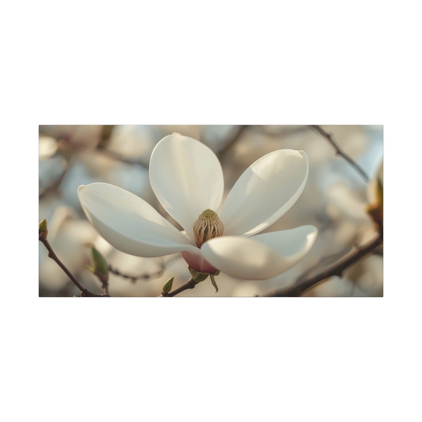 White Magnolia Flower Canvas Wall Art - Soft Botanical Art Print, Cotton Canvas Print - Traditional Style, Bedroom Wall Decor, Living Room Home Decoration, Office Art Accent - Modern Farmhouse Style