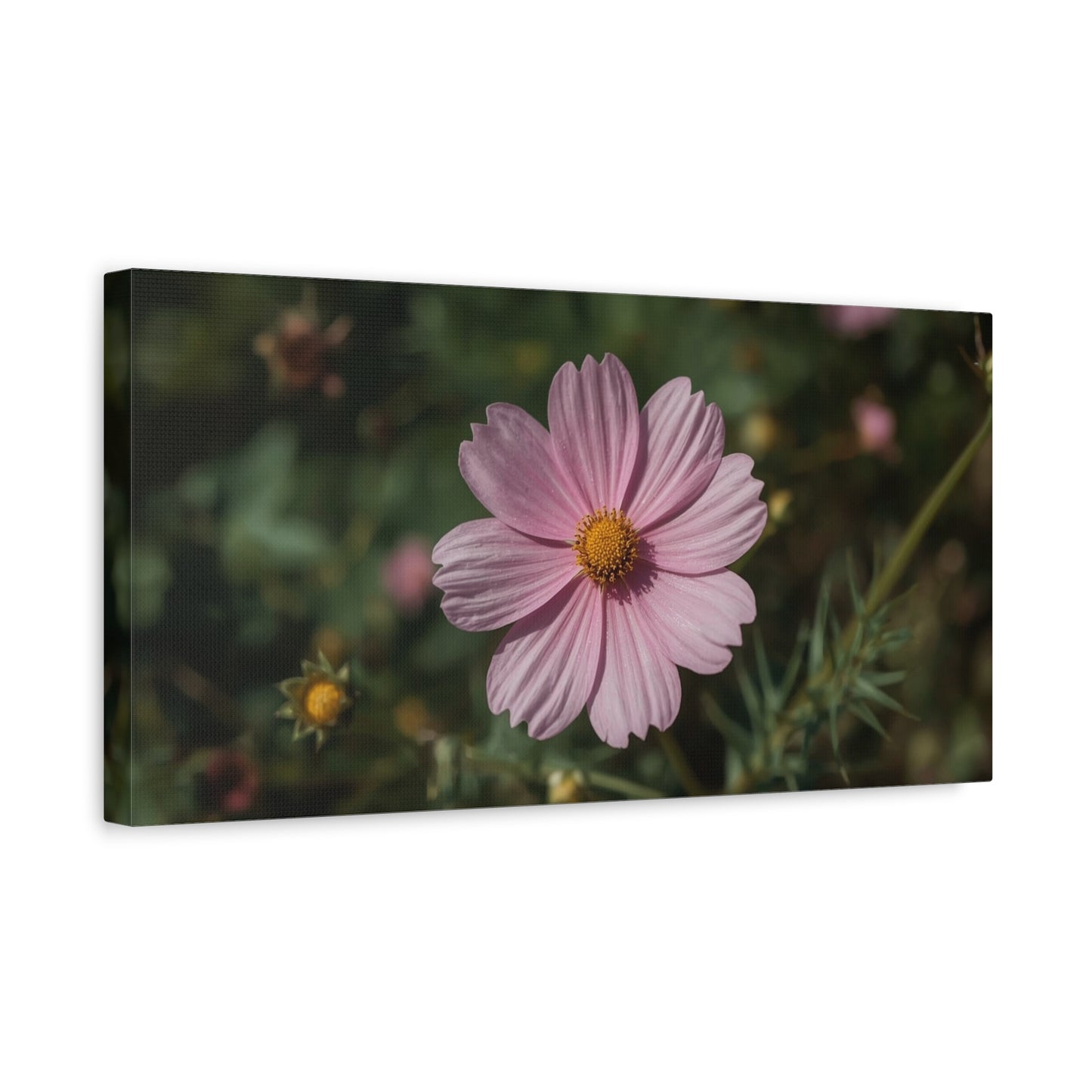 Pink Cosmos Flower Canvas Wall Art - Botanical Floral Art Print, Soft Blush Petals, Matte Stretched Cotton Canvas - Vintage Style - Bedroom Wall Decor, Bathroom Accent - Modern Farmhouse Style
