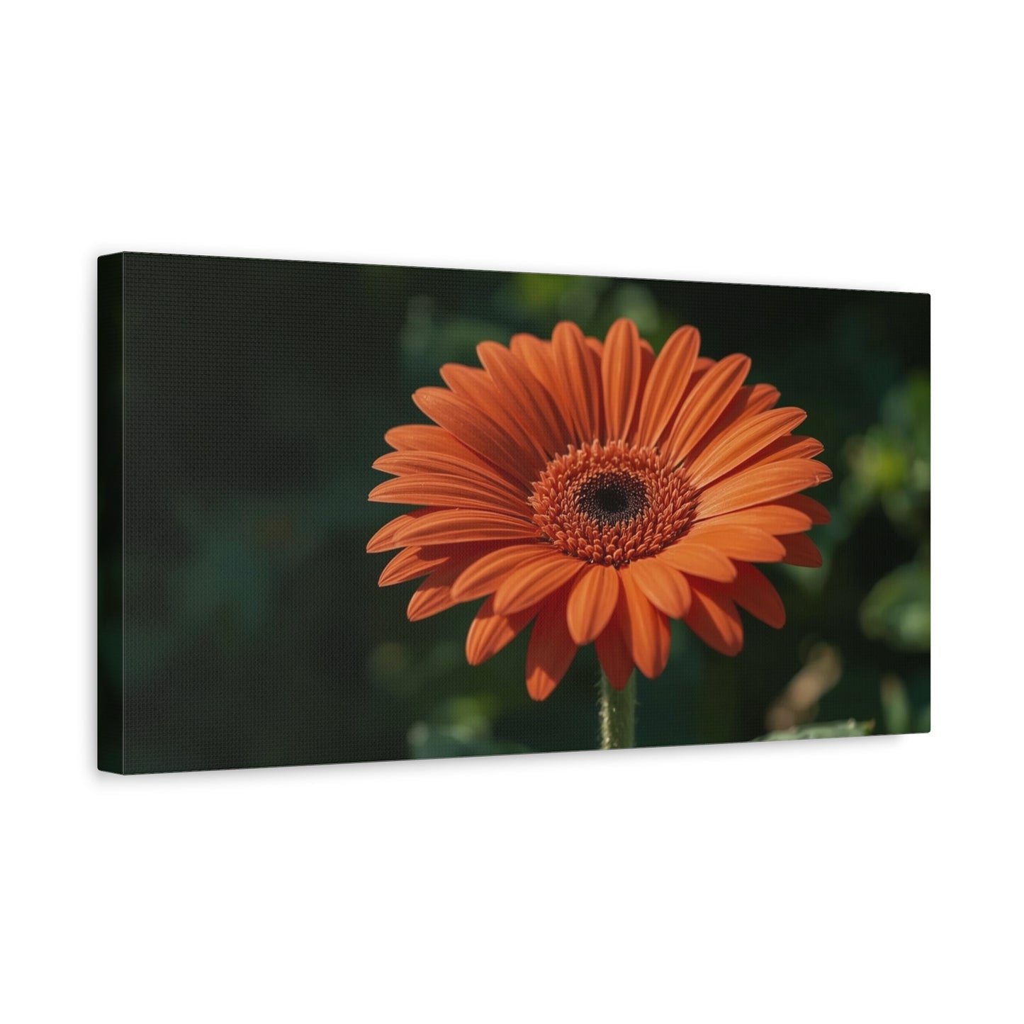 Orange Gerbera Daisy Canvas Wall Art - Botanical Floral Art Print, Dark Green Background - Matte Cotton Decor - Bedroom Wall Hanging, Living Room Home Accent - Bedroom Home Decoration