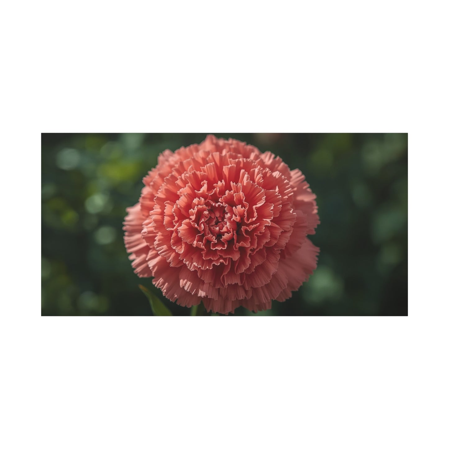 Pink Carnation Canvas Wall Art - Floral Close Up Botanical Print, Soft Focus Garden Art Print - Matte Cotton Canvas - Bedroom Wall Decor, Living Room Home Decoration - Bedroom Home Decoration
