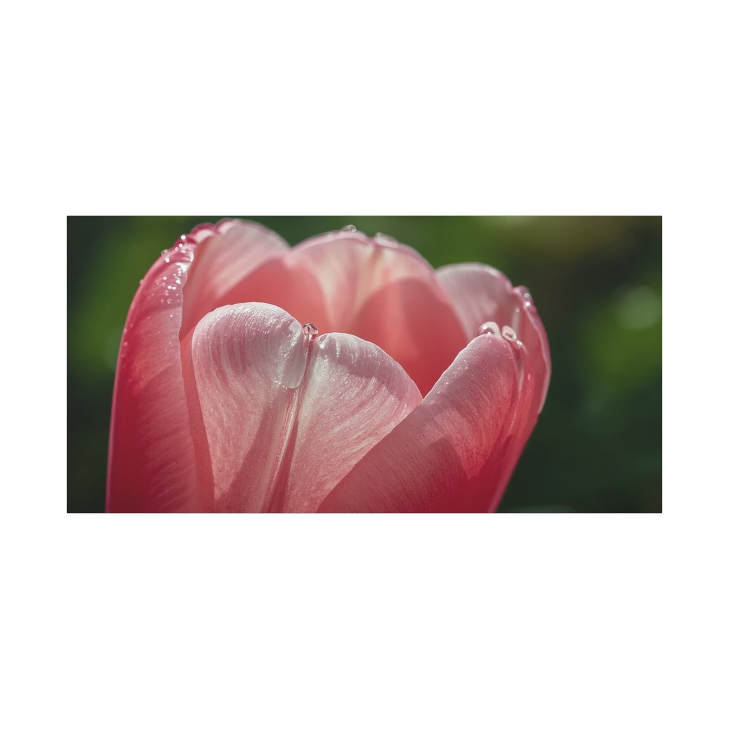 Pink Tulip Canvas Wall Art - Macro Floral Art Print, Dew Drop Petals - Matte Botanical Print - Contemporary Nature Style - Bedroom Wall Decor, Bathroom Home Accent - Bedroom Home Decoration