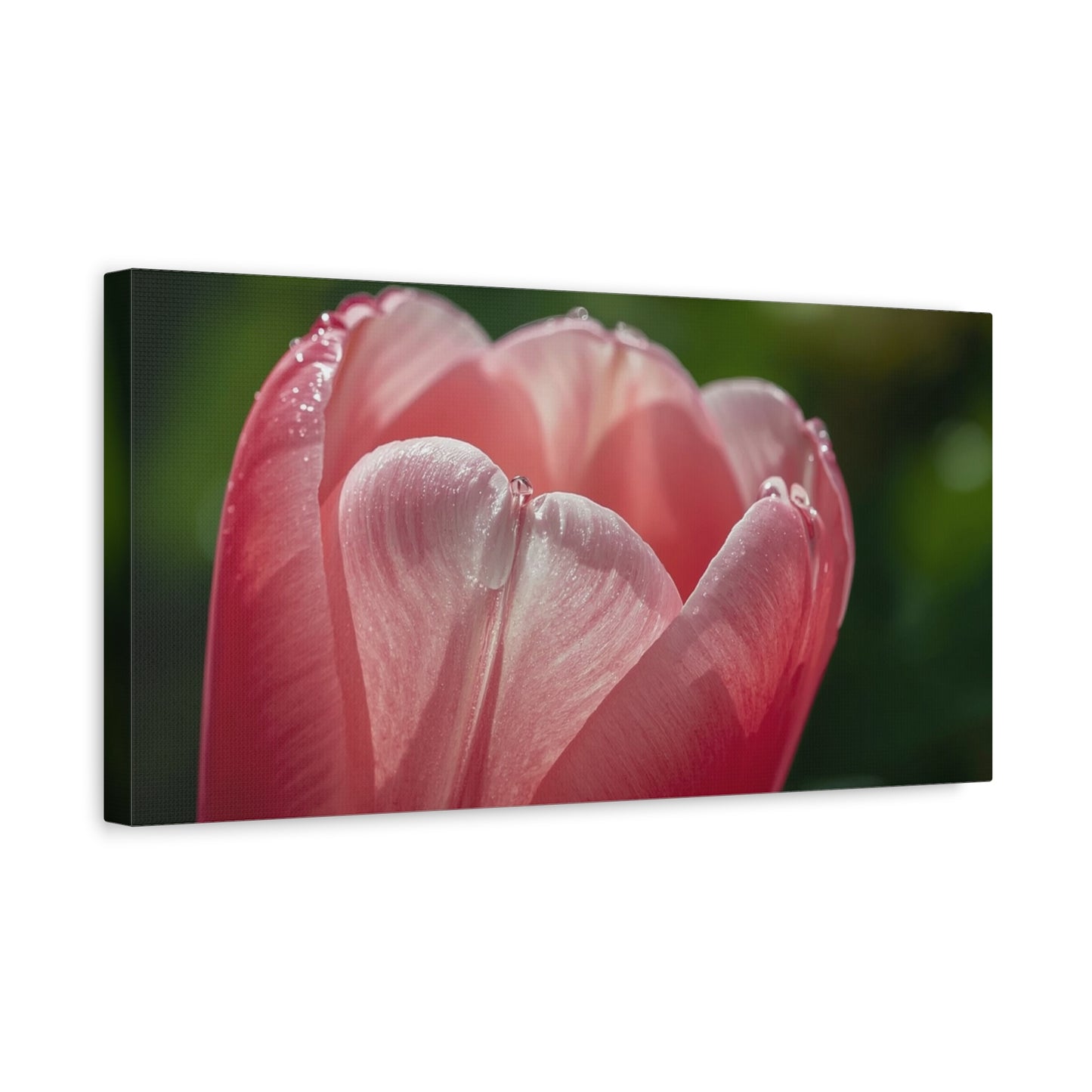 Pink Tulip Canvas Wall Art - Macro Floral Art Print, Dew Drop Petals - Matte Botanical Print - Contemporary Nature Style - Bedroom Wall Decor, Bathroom Home Accent - Bedroom Home Decoration