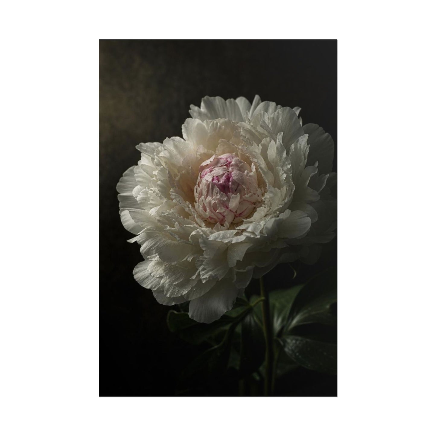 Gpt Image 2 Hyper Realistic Fine Art Botanical Photogra D91de5c6 — Poster
