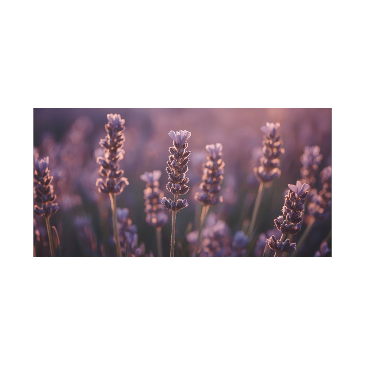 Lavender Field Canvas Art Print - Soft Purple Botanical Art Print, Cotton Matte Decor - Serene Bedroom Accent, Living Room Decoration, Spa Style Interior, Office Display - Living Room Wall Decor