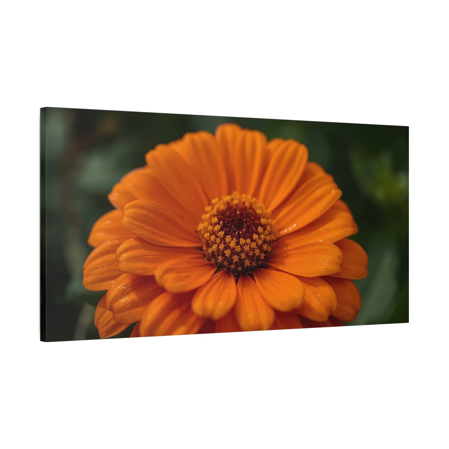 Orange Daisy Flower Canvas Wall Art - Botanical Macro Floral Art Print - Matte Cotton Canvas, Contemporary Nature Wall Decor - Bedroom Home Decoration, Living Room Accent - Ready to Hang