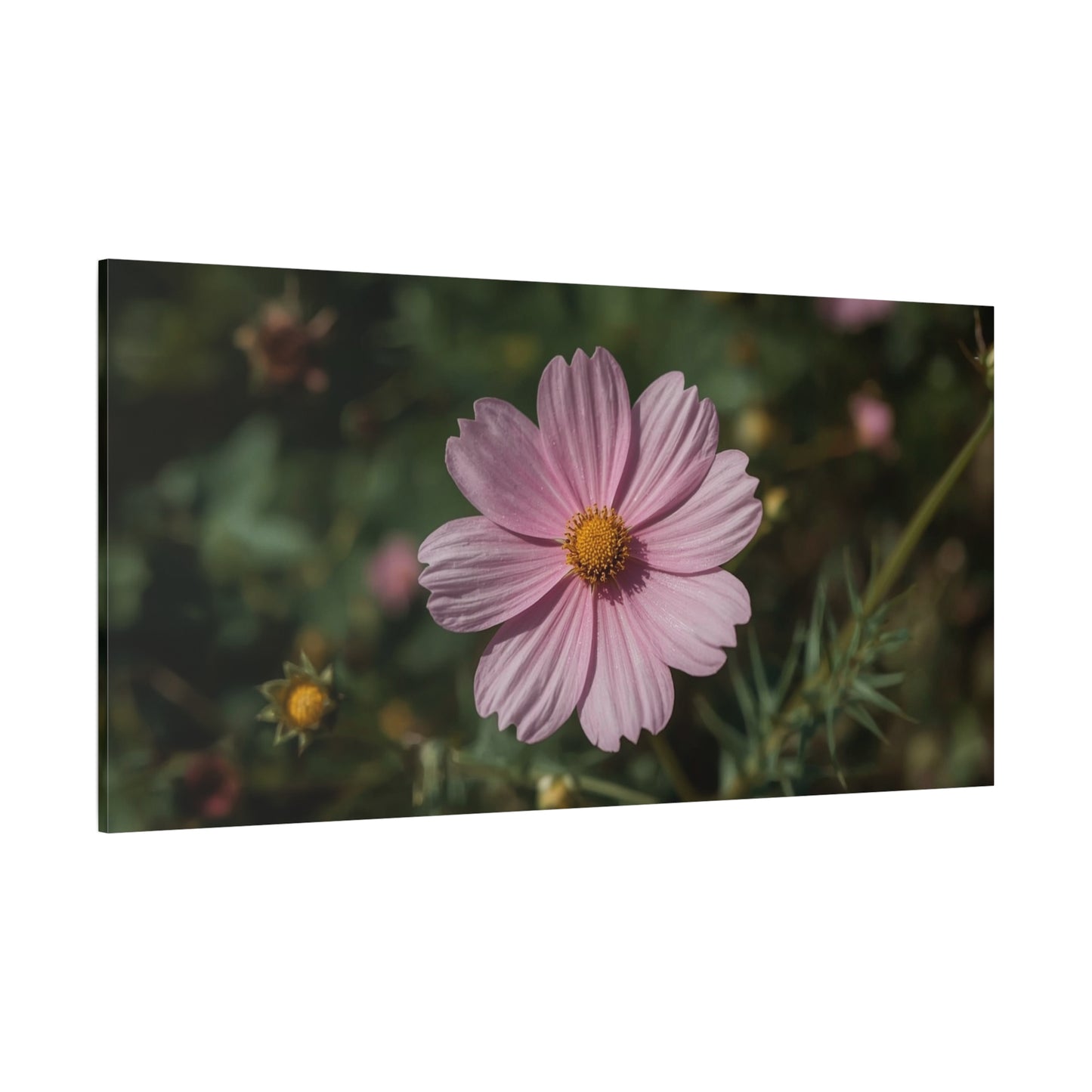 Pink Cosmos Flower Canvas Wall Art - Botanical Floral Art Print, Soft Blush Petals, Matte Stretched Cotton Canvas - Vintage Style - Bedroom Wall Decor, Bathroom Accent - Modern Farmhouse Style