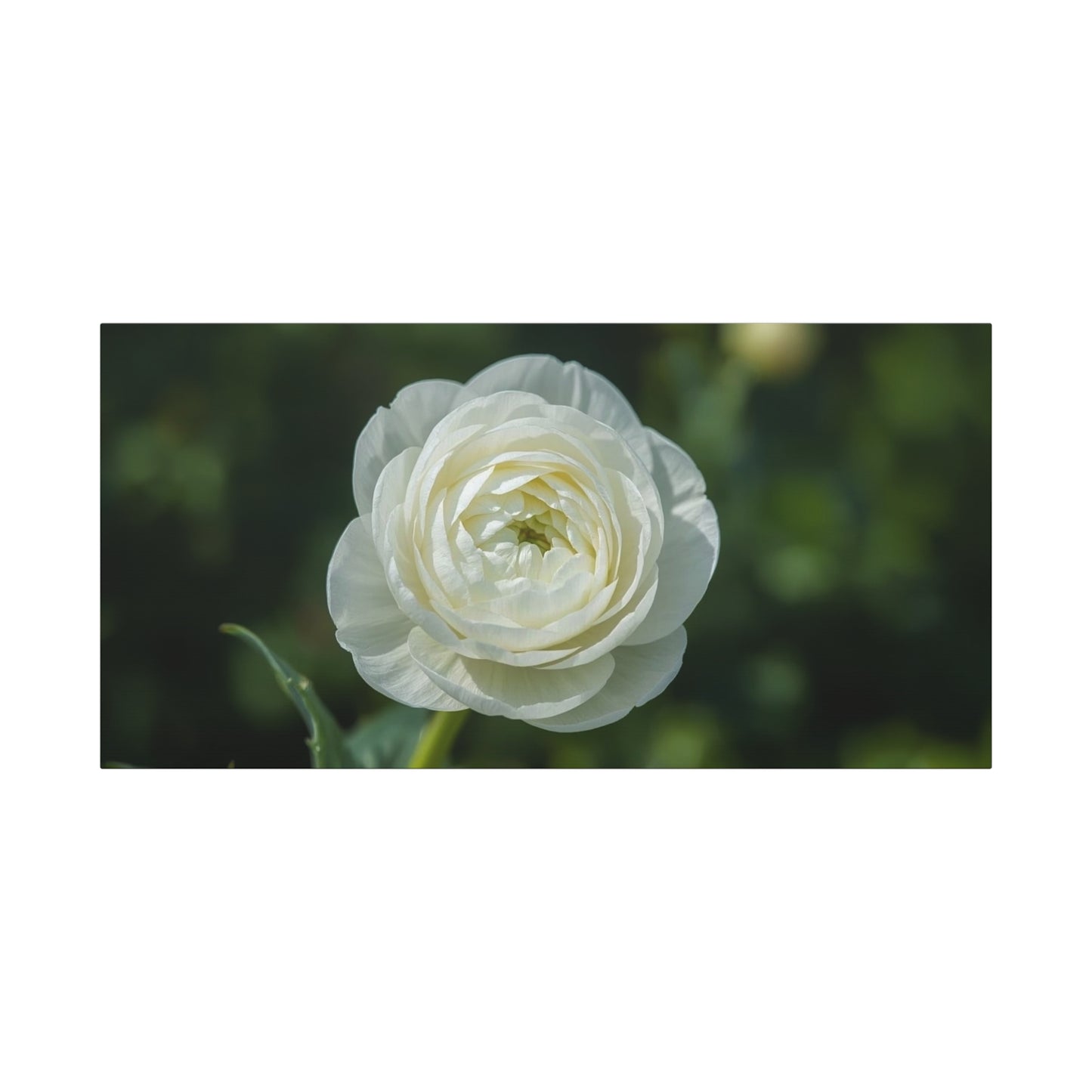 White Ranunculus Flower Canvas Wall Art - Botanical Floral Art Print - Soft Green Background, Matte Cotton Decor - Bedroom Wall Hanging, Bathroom Accent, Spa Style - Bedroom Home Decoration